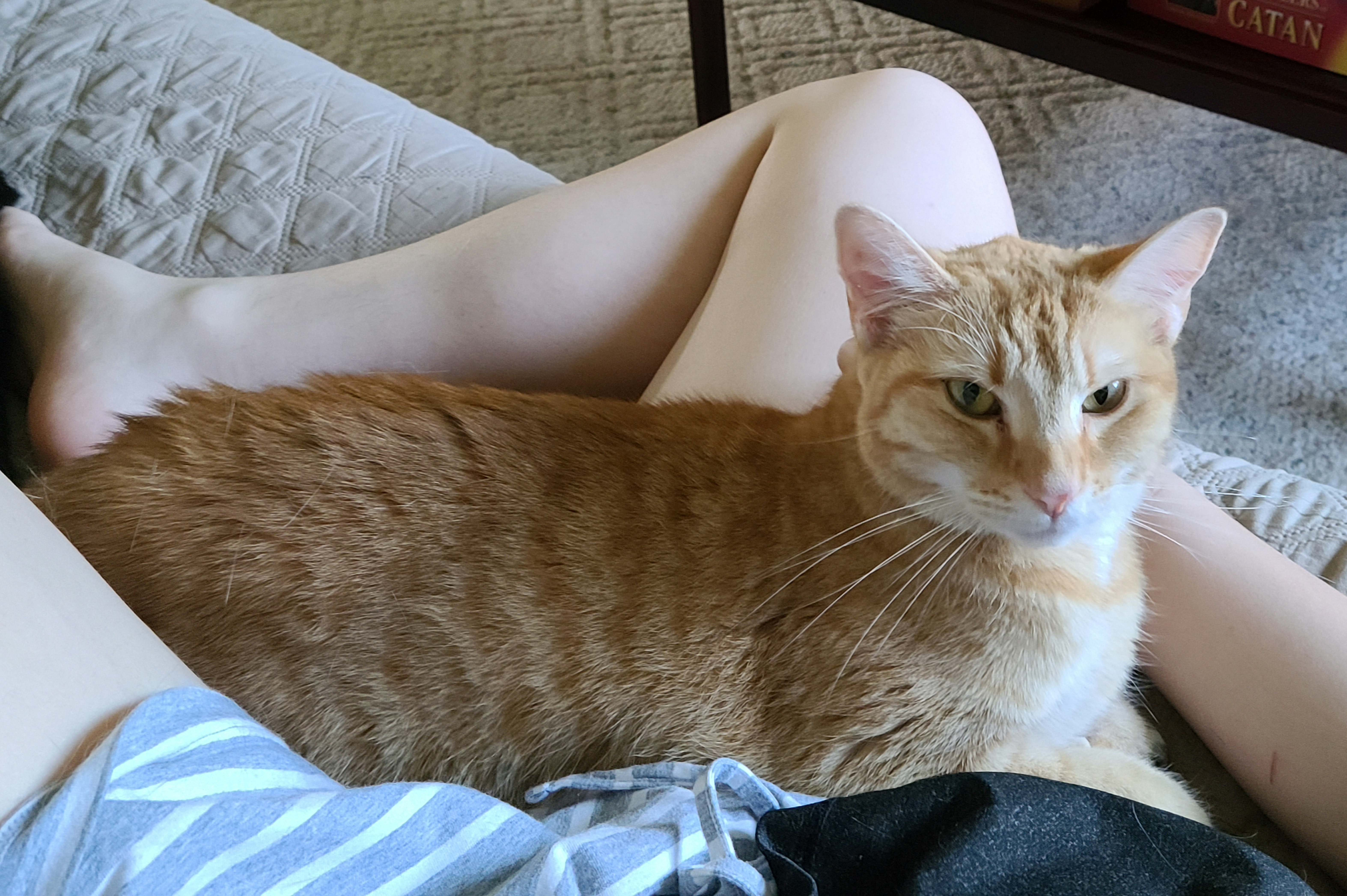 Maverick, a Adoptable Domestic Short Hair in Fairborn, OH image 2/8