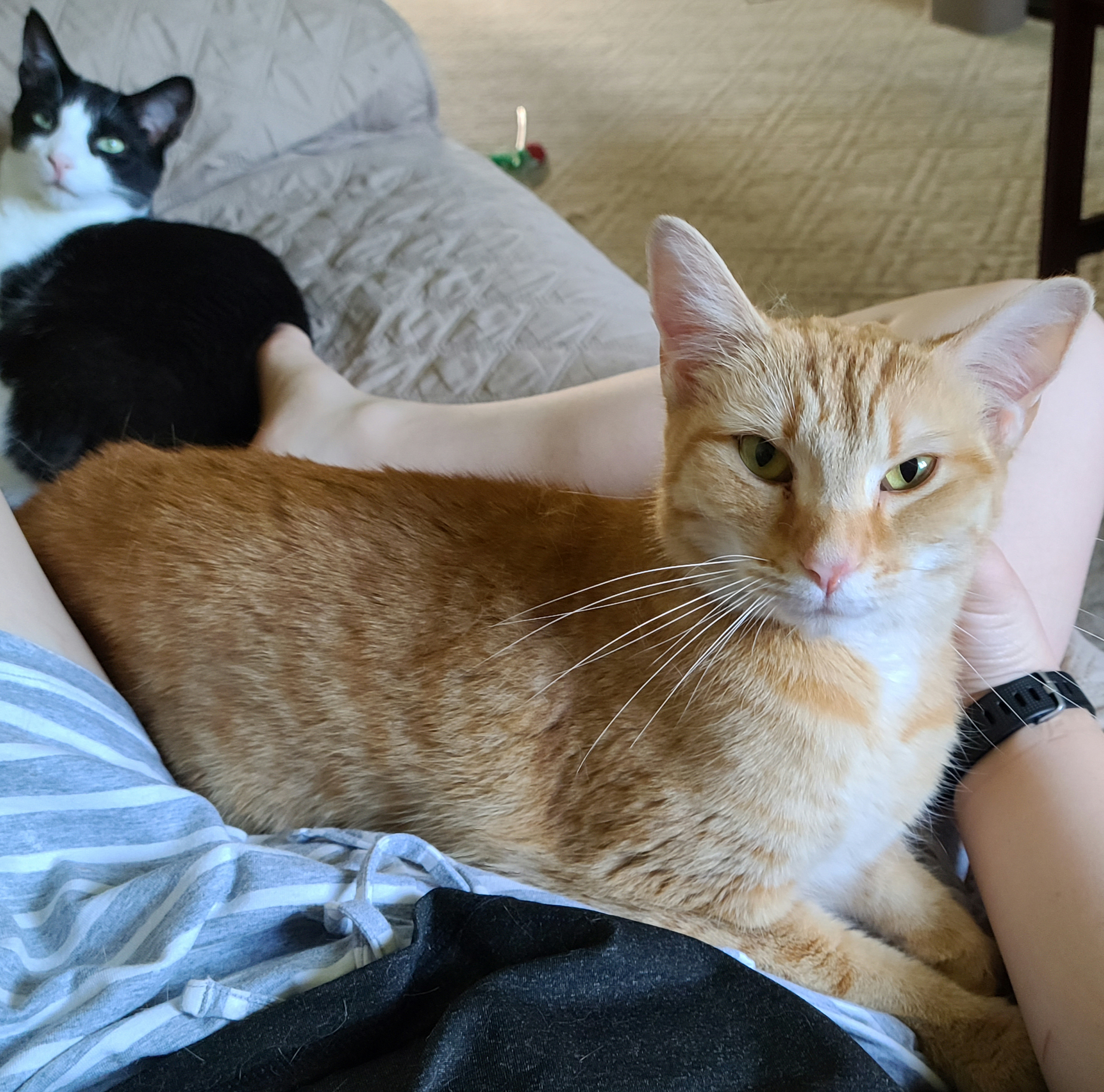 Maverick, a Adoptable Domestic Short Hair in Fairborn, OH image 3/8