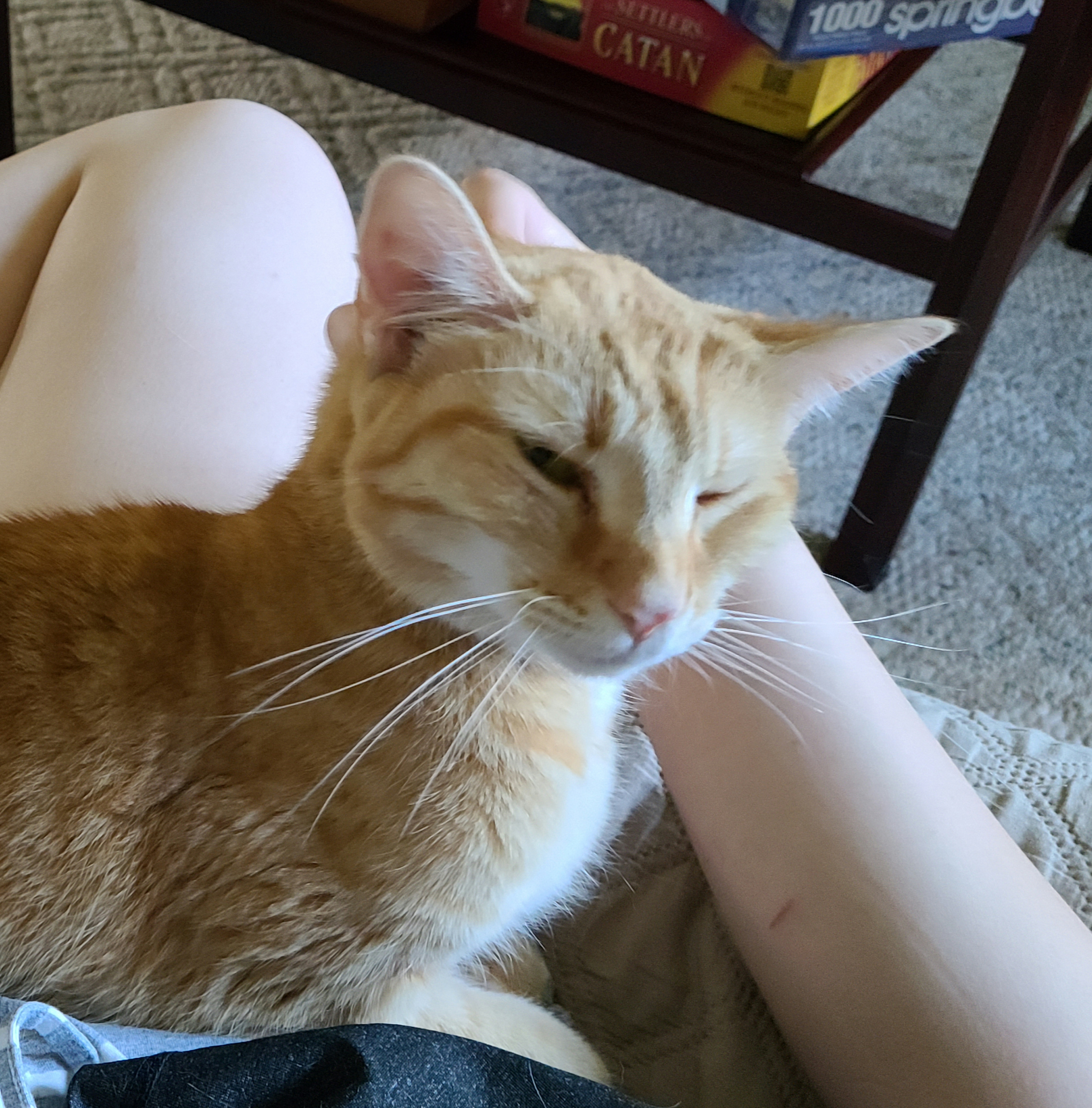 Maverick, a Adoptable Domestic Short Hair in Fairborn, OH image 4/8