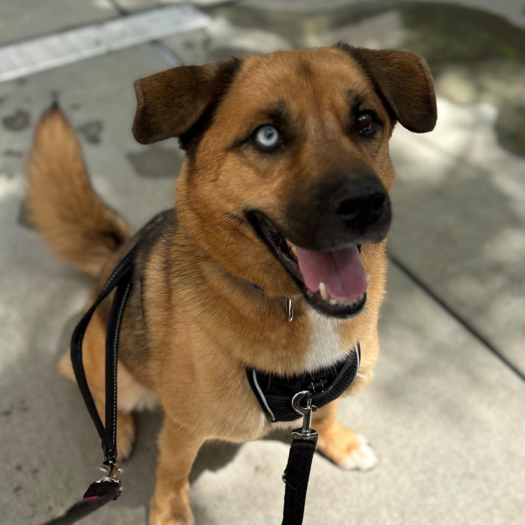 Tobi, Adoptable, Adult Male Husky & Mixed Breed.