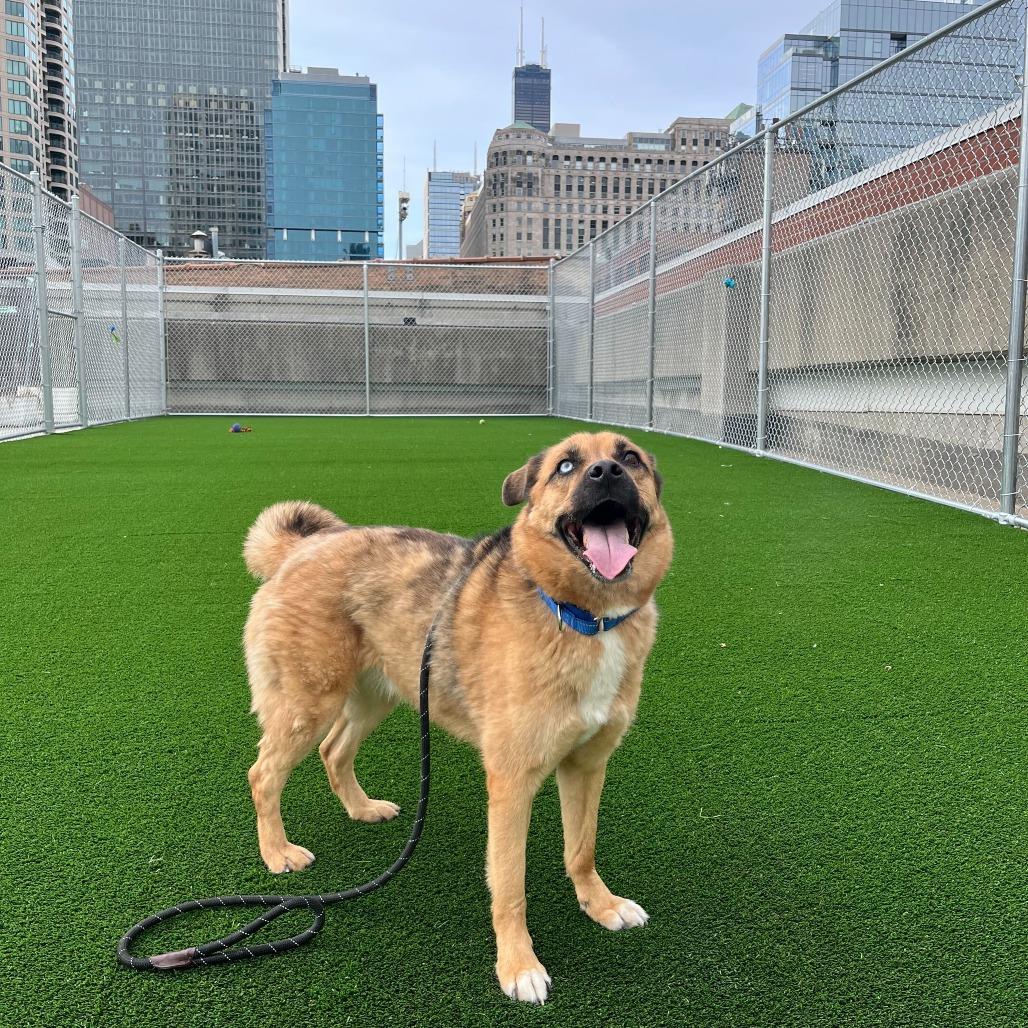Tobi, a Adoptable mixed breed in Chicago, IL image 2/6