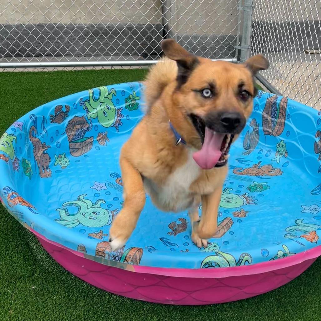 Tobi, a Adoptable mixed breed in Chicago, IL image 3/6