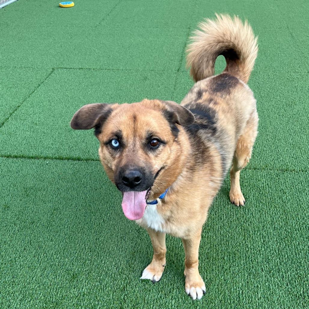Tobi, a Adoptable mixed breed in Chicago, IL image 4/6