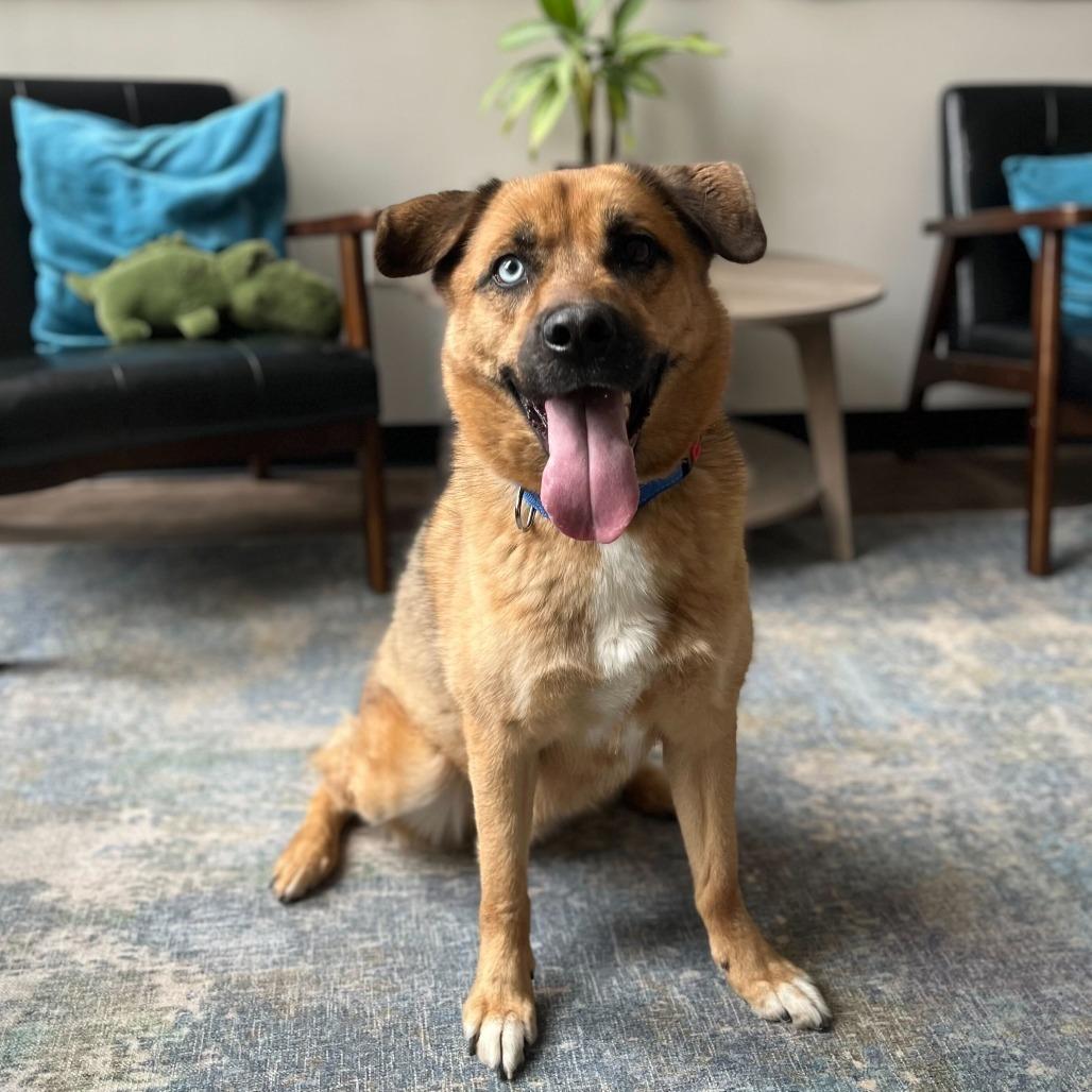 Tobi, a Adoptable mixed breed in Chicago, IL image 5/6