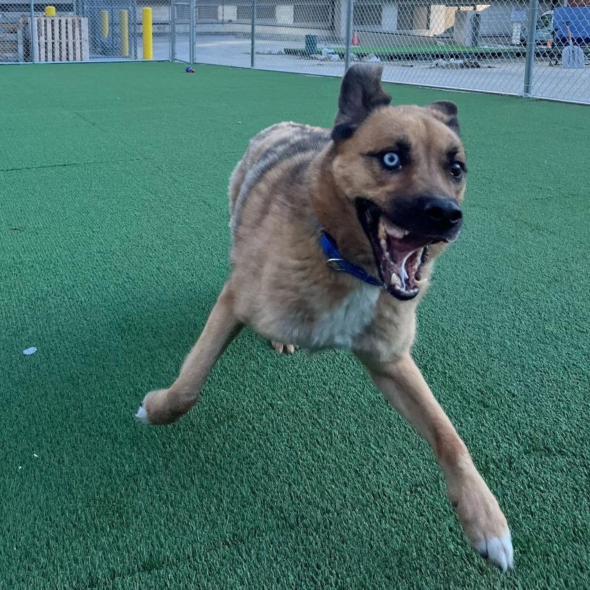 Tobi, a Adoptable mixed breed in Chicago, IL image 6/6