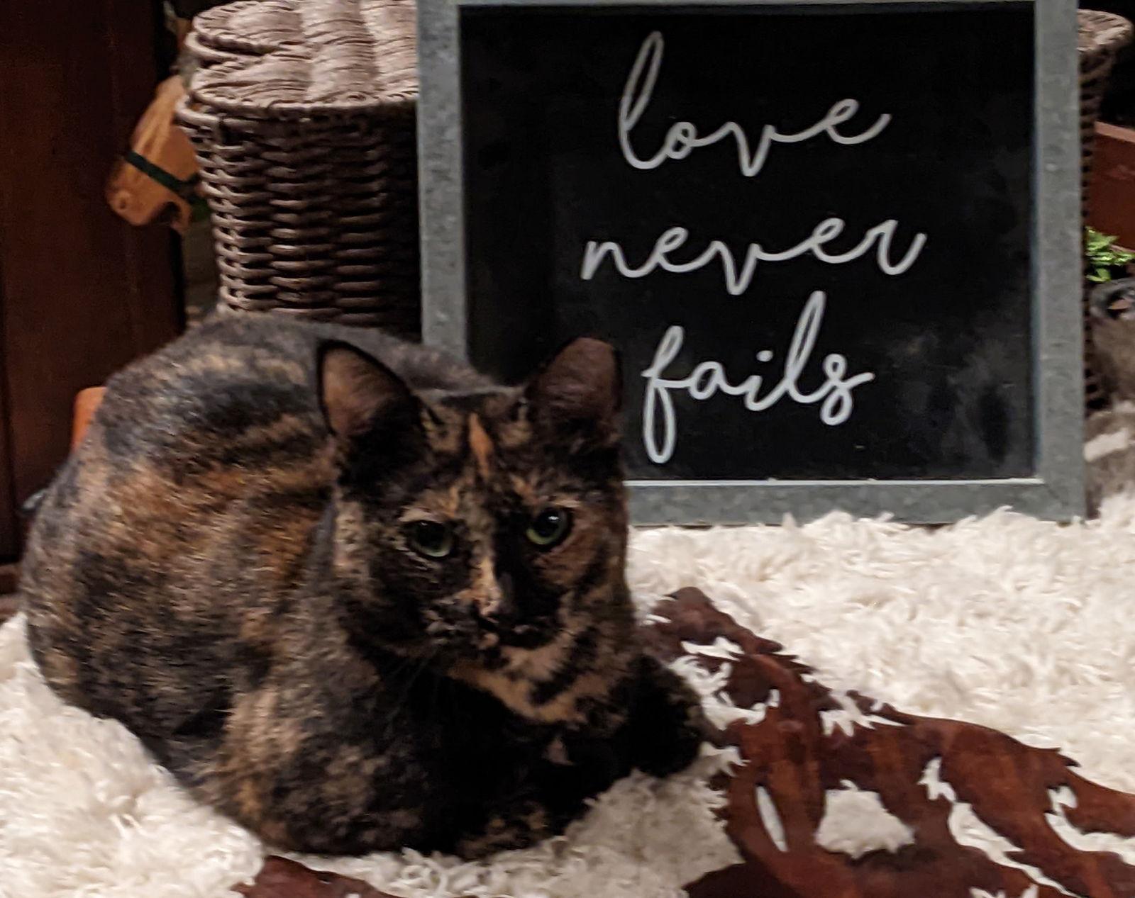 Maple Syrup, Adoptable, Adult Female Tortoiseshell.