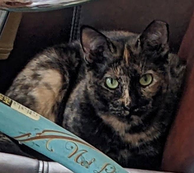 Enlarge Maple Syrup, a Adoptable Tortoiseshell in Tampa, FL image 2/3