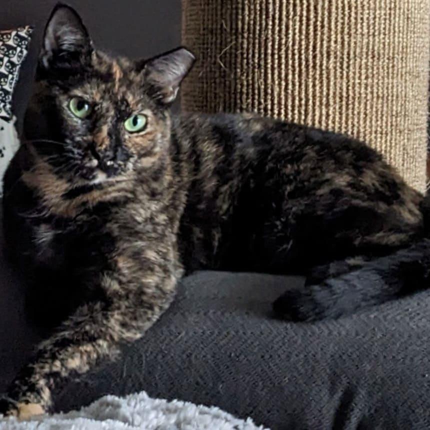 Enlarge Maple Syrup, a Adoptable Tortoiseshell in Tampa, FL image 3/3