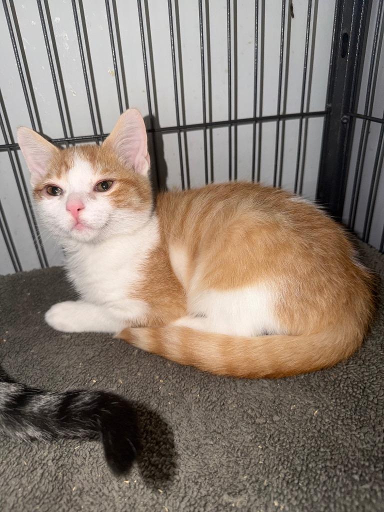 Smash, Adoptable, Kitten Male Domestic Short Hair.