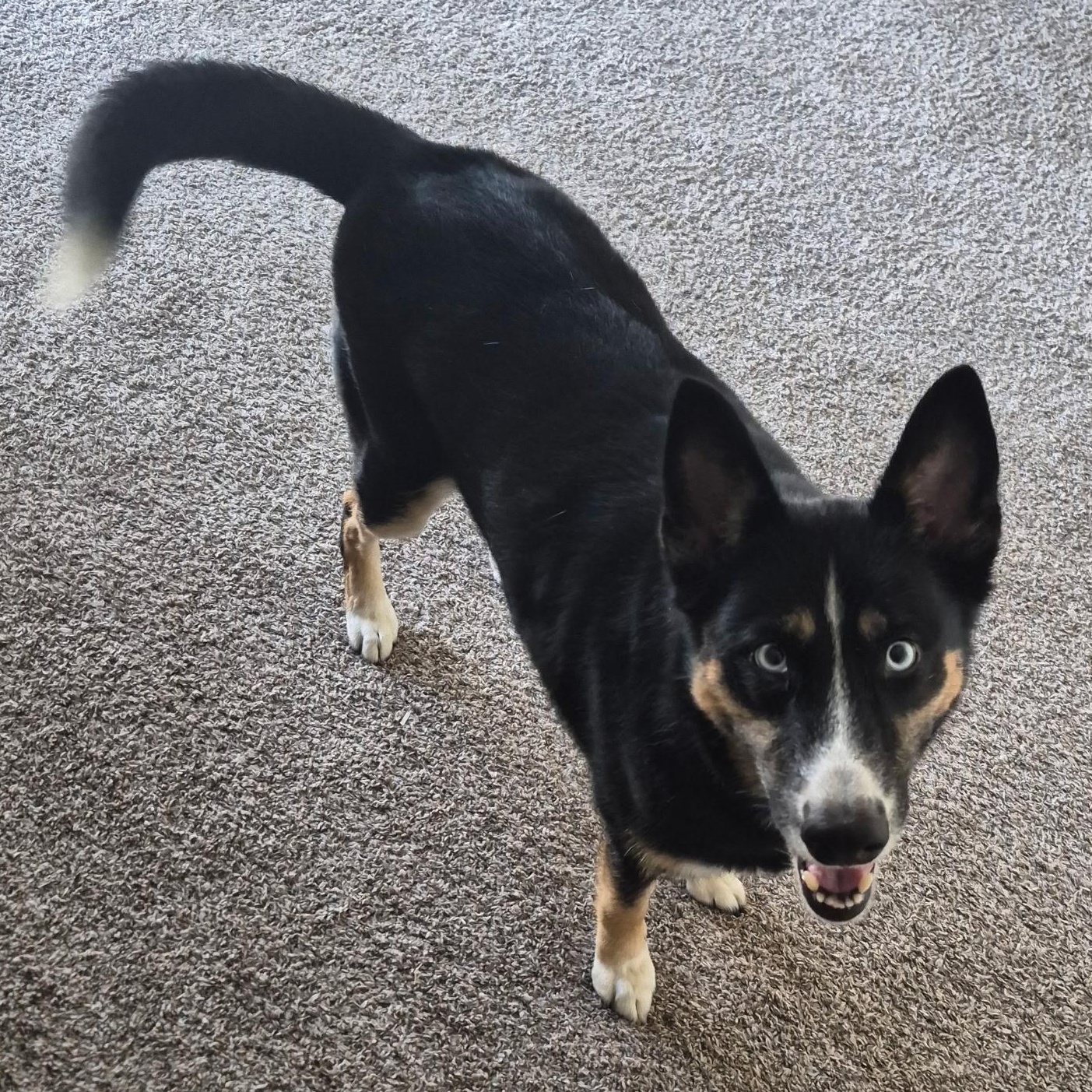 Taivas — thumbnail 4