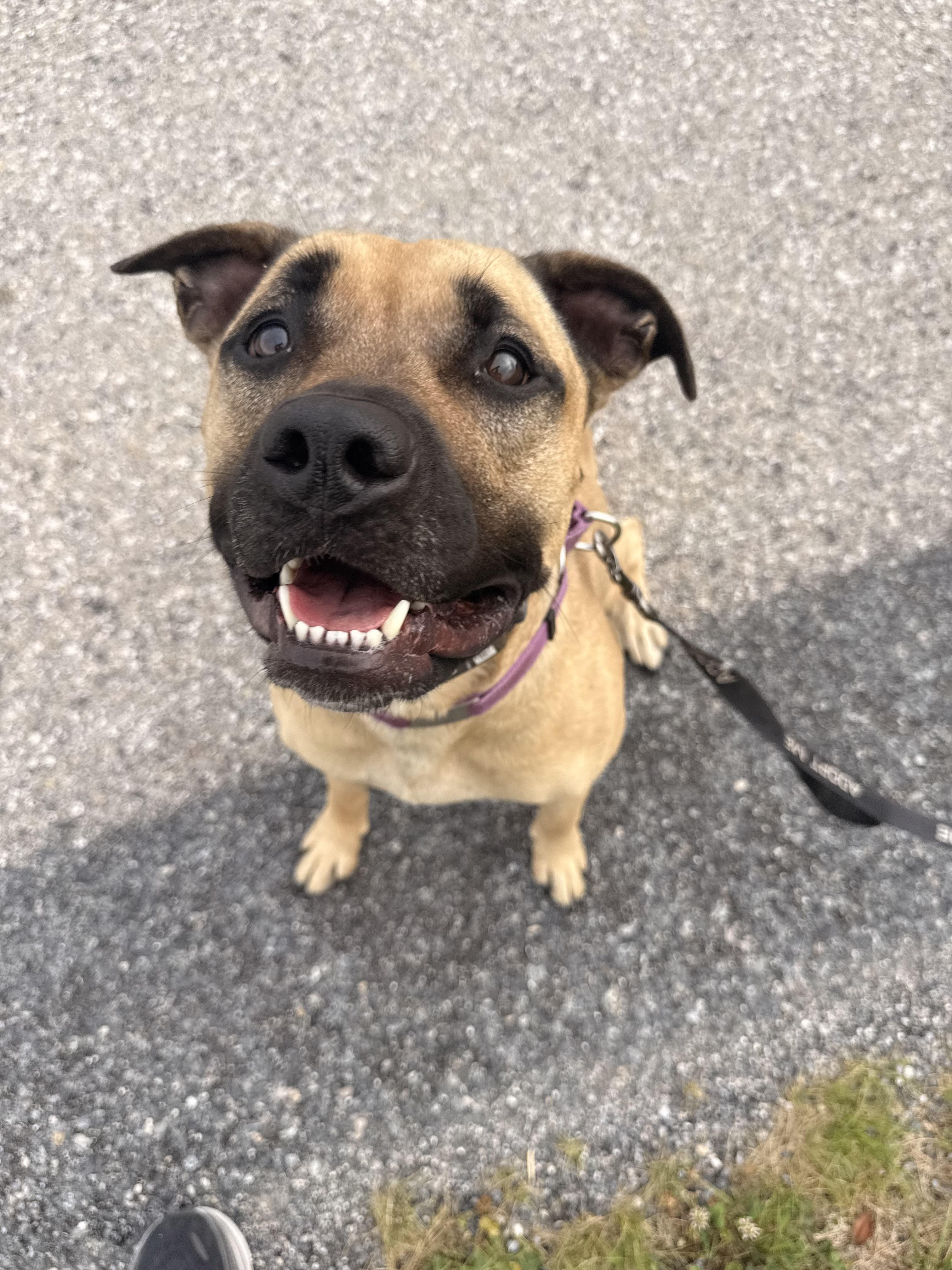 Opal, Adoptable, Adult Female Pit Bull Terrier.