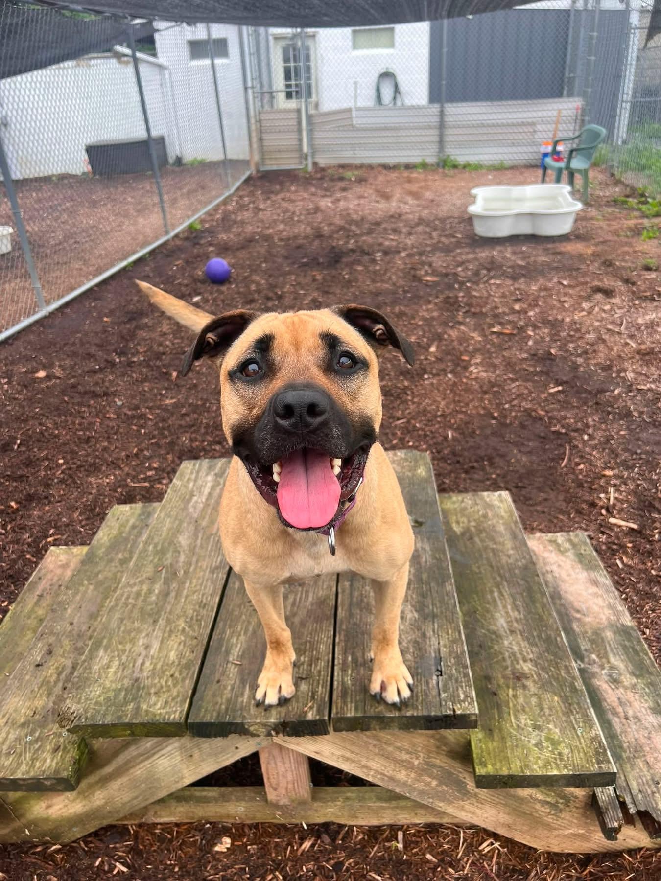 Opal, a Adoptable mixed breed in Dillsburg, PA image 2/6