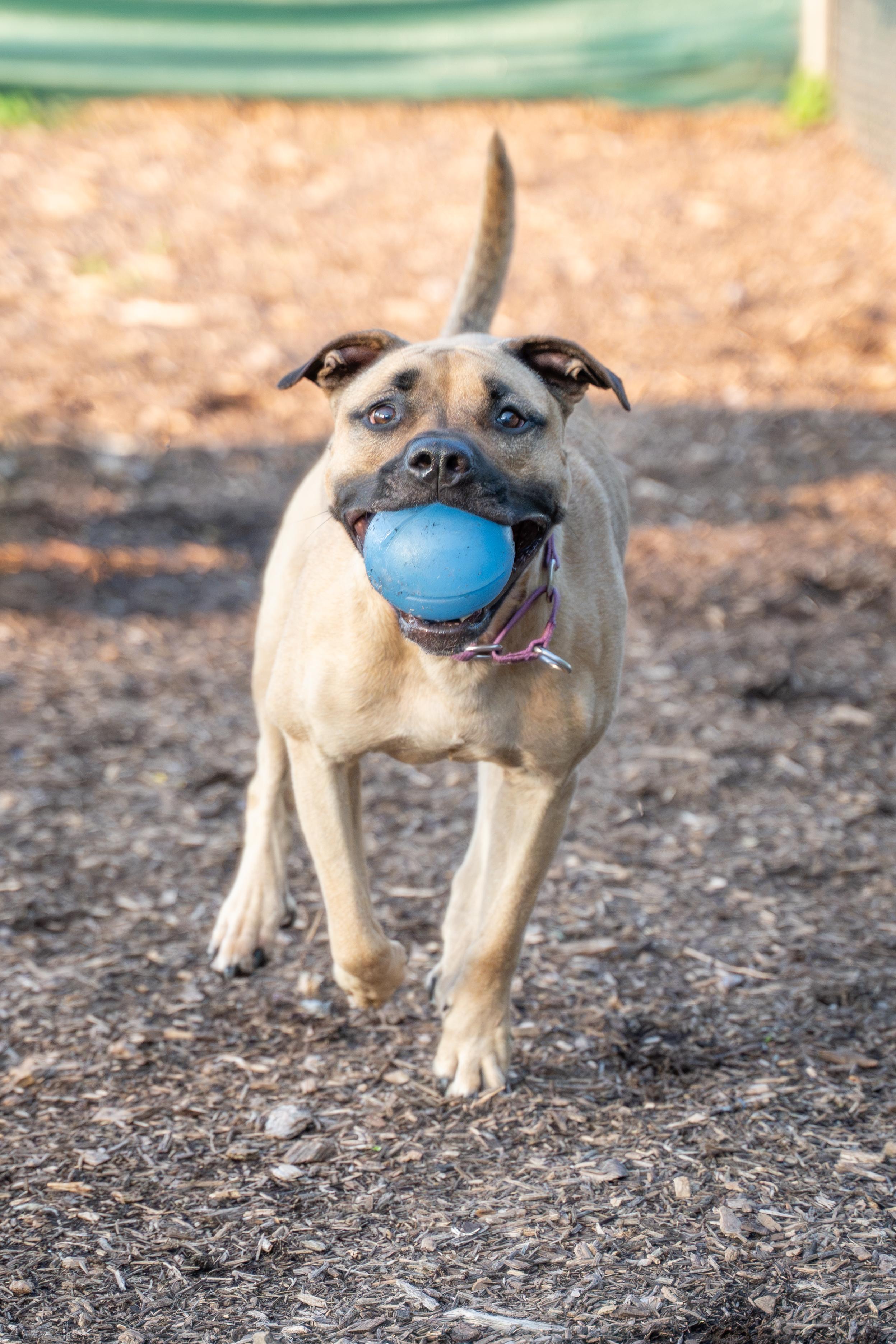 Opal, a Adoptable mixed breed in Dillsburg, PA image 3/6