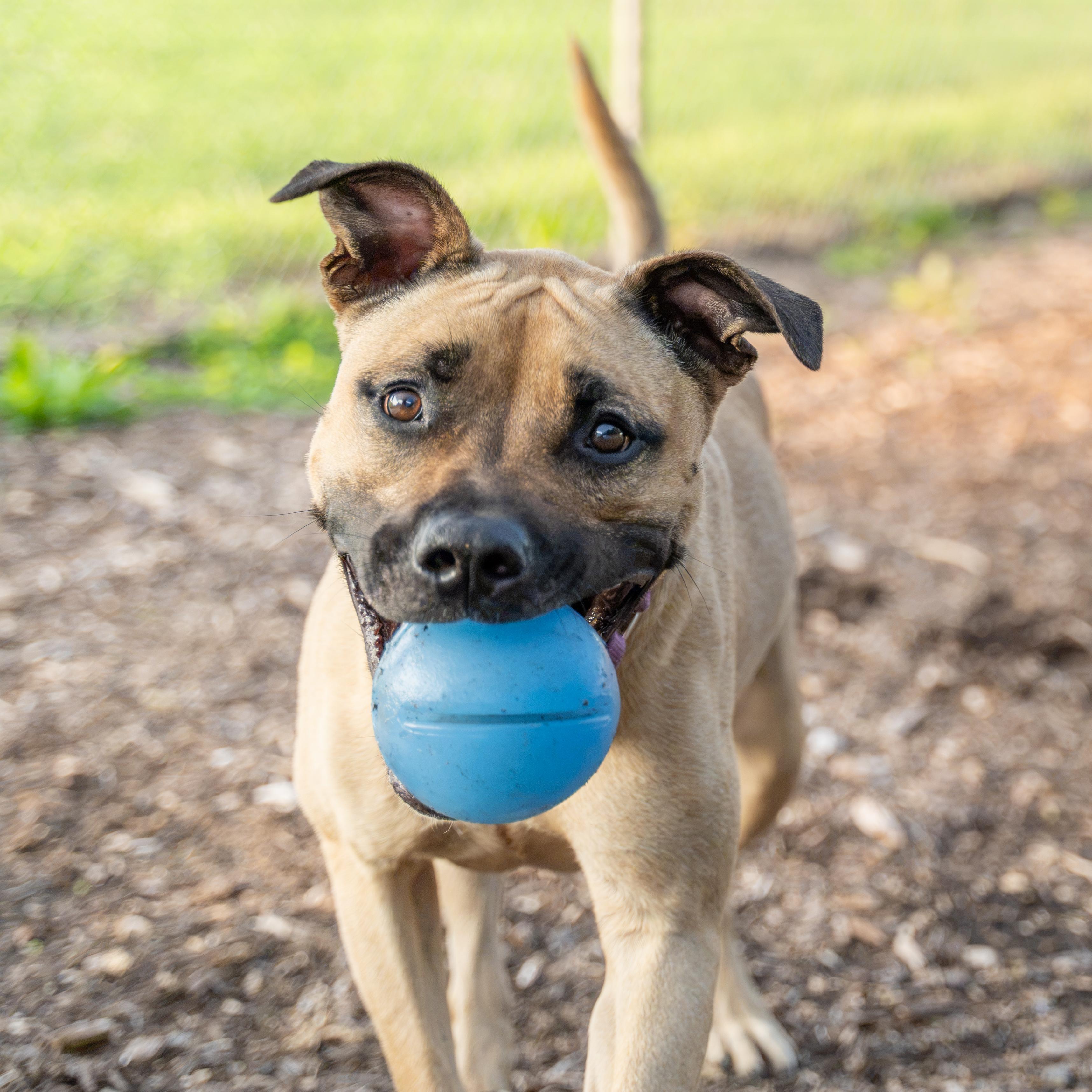 Opal, a Adoptable mixed breed in Dillsburg, PA image 4/6