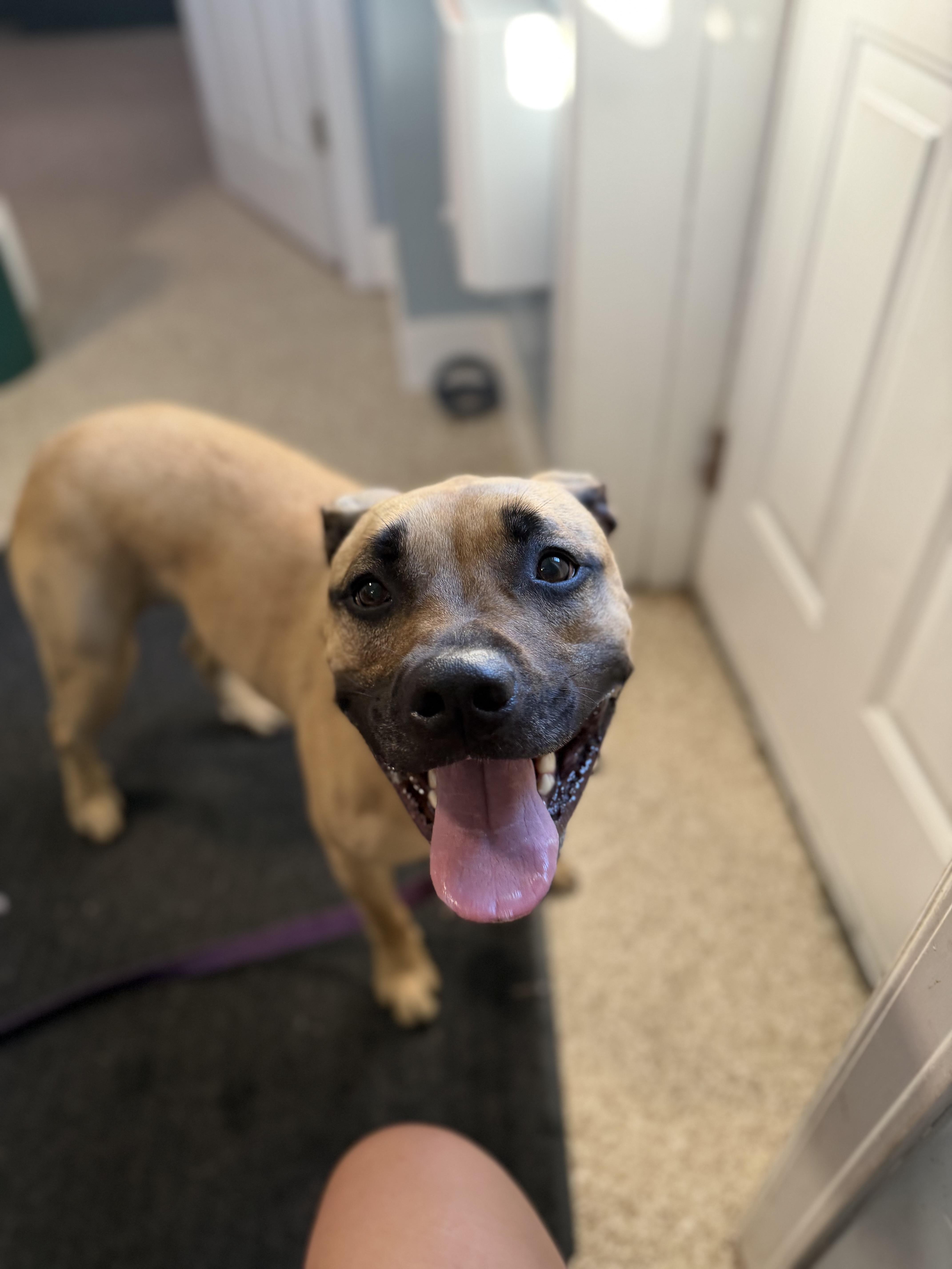 Opal, a Adoptable mixed breed in Dillsburg, PA image 5/6