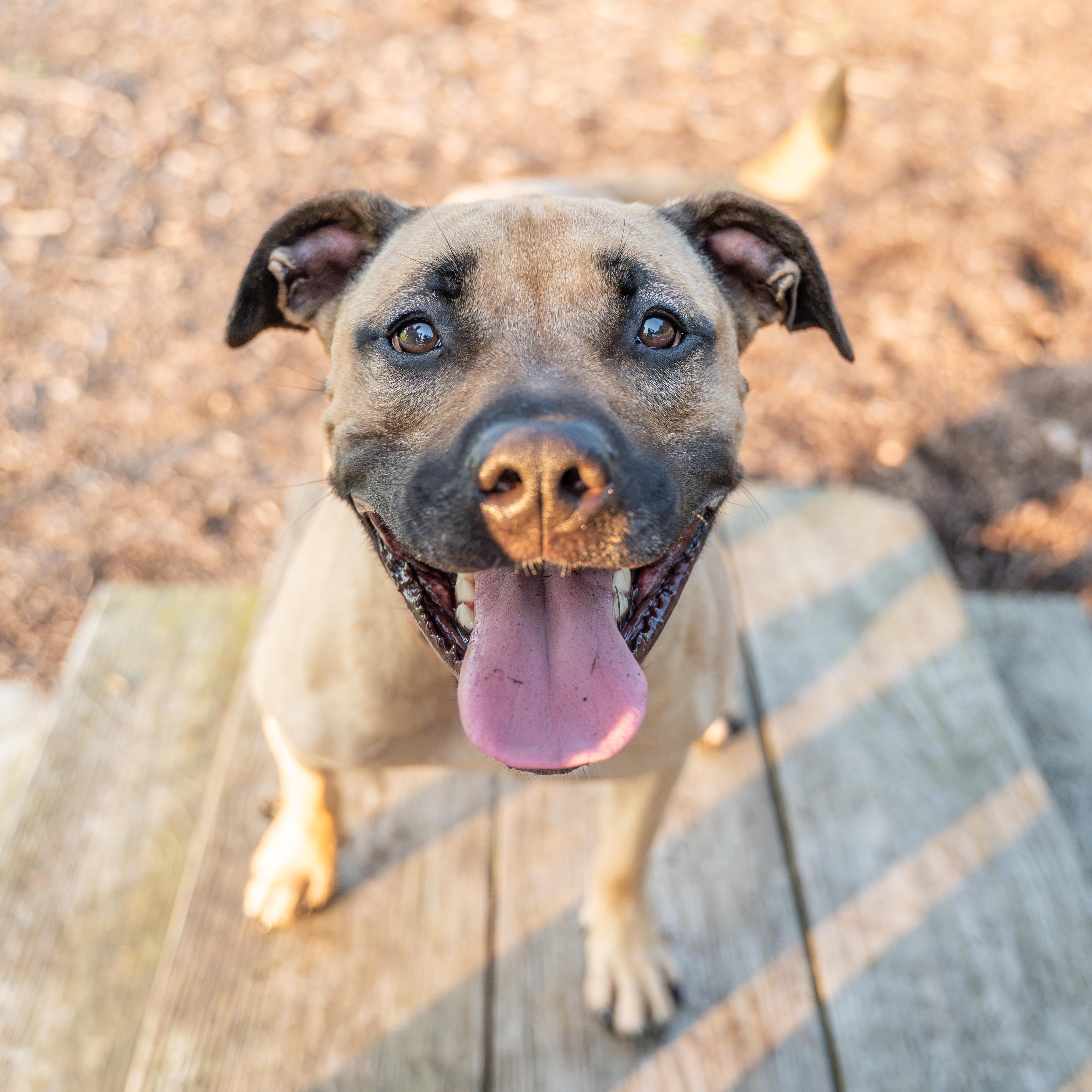 Opal, a Adoptable mixed breed in Dillsburg, PA image 6/6