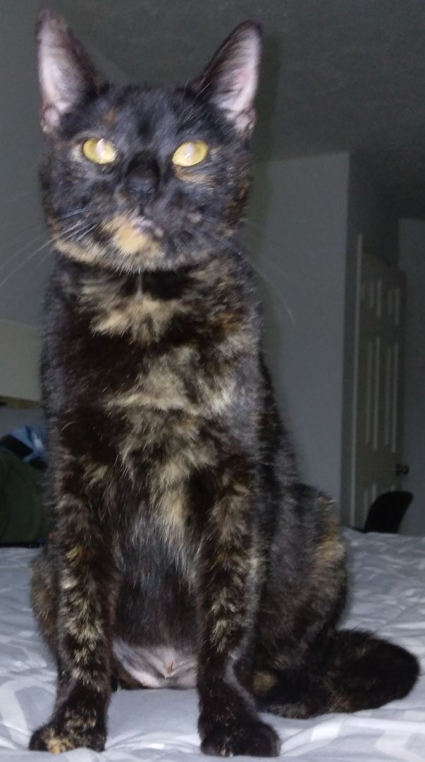 Annie - Super sweet girl! (TX-056712), an adoptable Tortoiseshell, American Shorthair in Houston, TX, 77082 | Photo Image 5