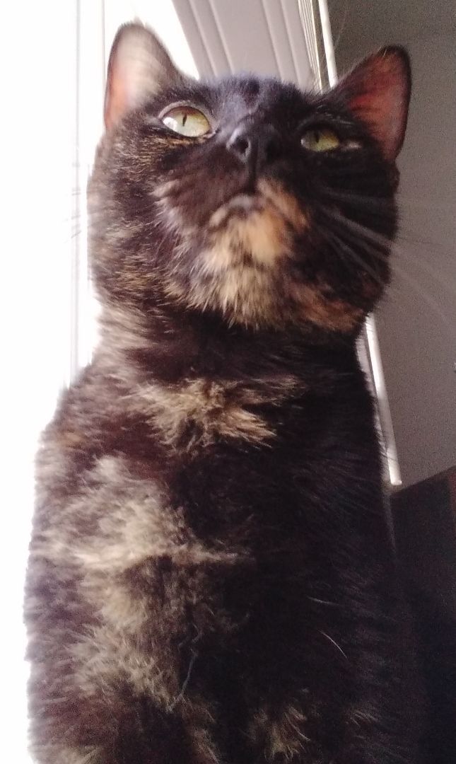 Annie - Super sweet girl! (TX-056712), an adoptable Tortoiseshell, American Shorthair in Houston, TX, 77082 | Photo Image 2