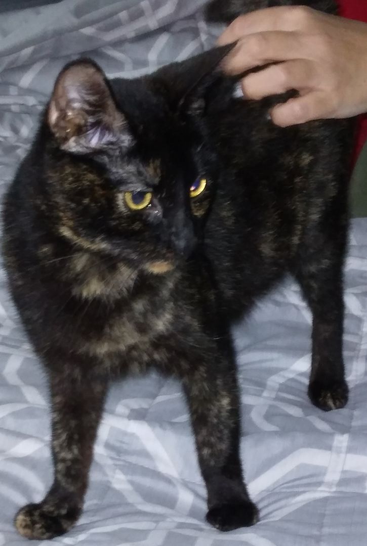 Annie - Super sweet girl! (TX-056712), an adoptable Tortoiseshell, American Shorthair in Houston, TX, 77082 | Photo Image 3