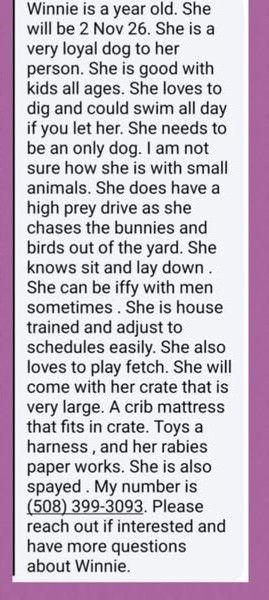 Winnie in RI - Courtesy Post, Adoptable, Young Female German Shepherd Dog.