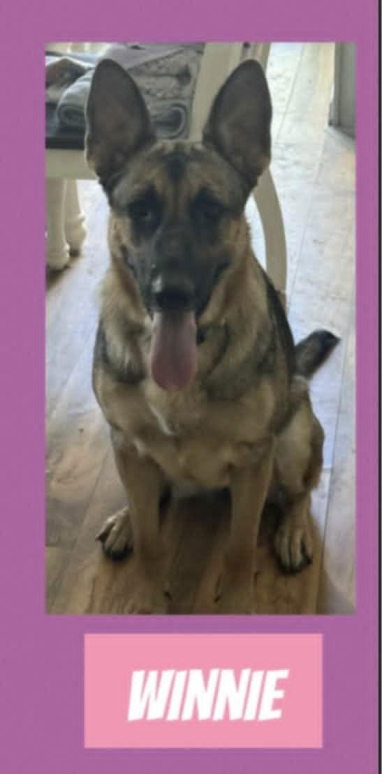 Enlarge Winnie in RI - Courtesy Post, a Adoptable German Shepherd Dog in Warwick, RI image 2/2