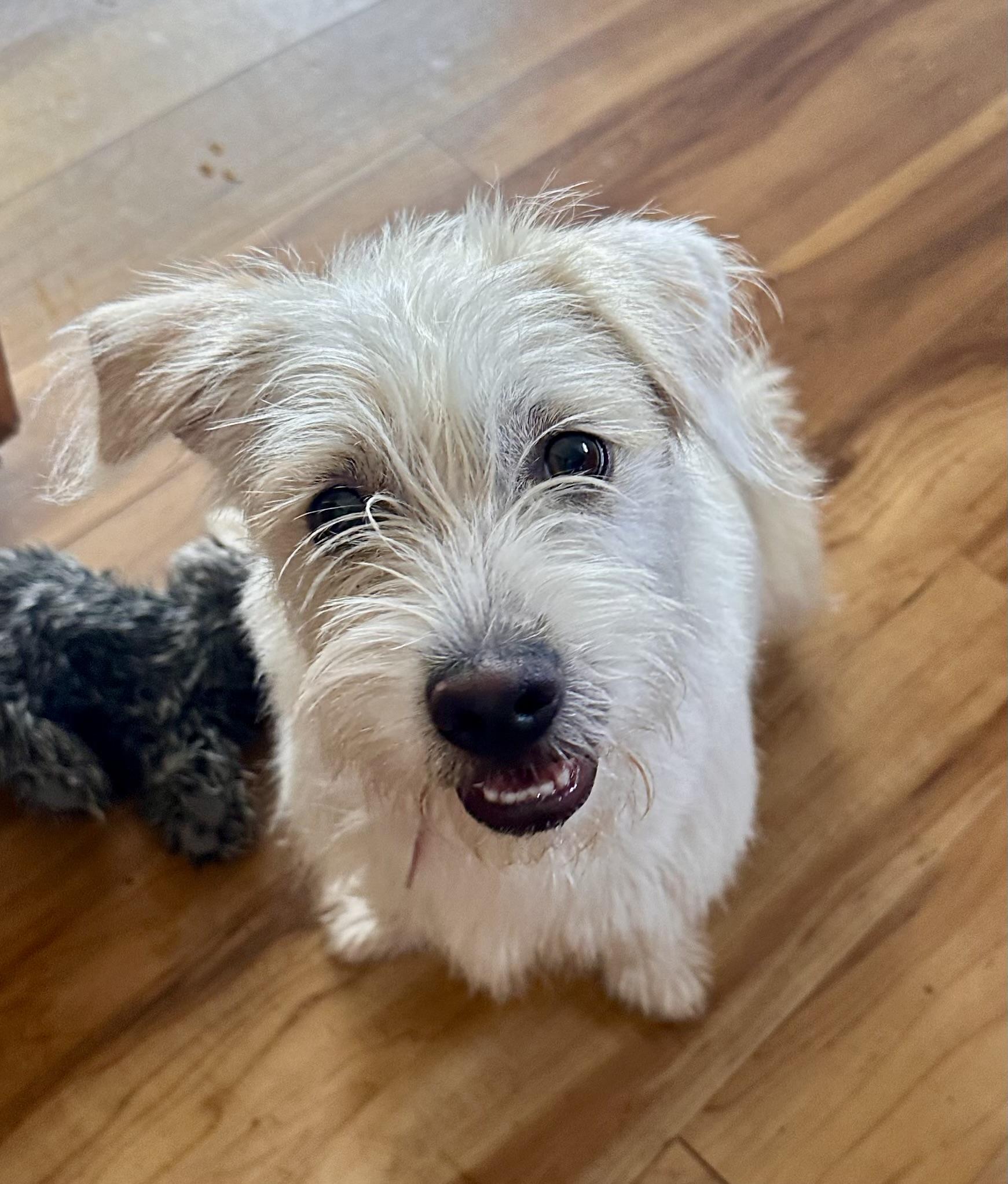 Serengeti , adopted, Young Female Scottish Terrier & West Highland White Terrier / Westie.