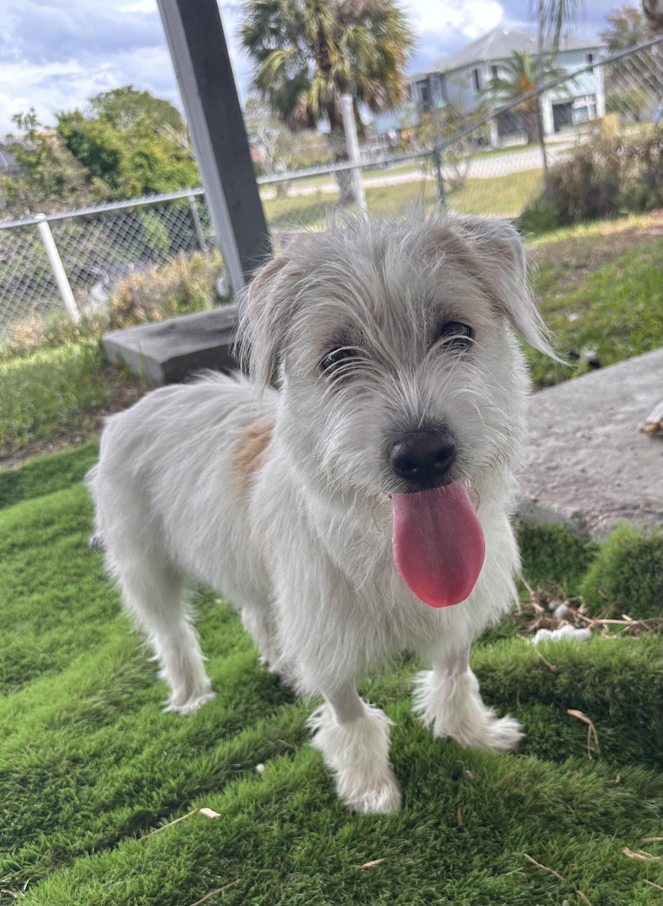 Enlarge Serengeti , an adopted mixed breed in Palm Harbor, FL image 4/5