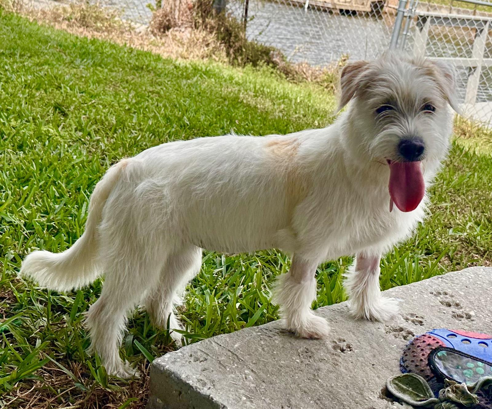 Enlarge Serengeti , an adopted mixed breed in Palm Harbor, FL image 5/5