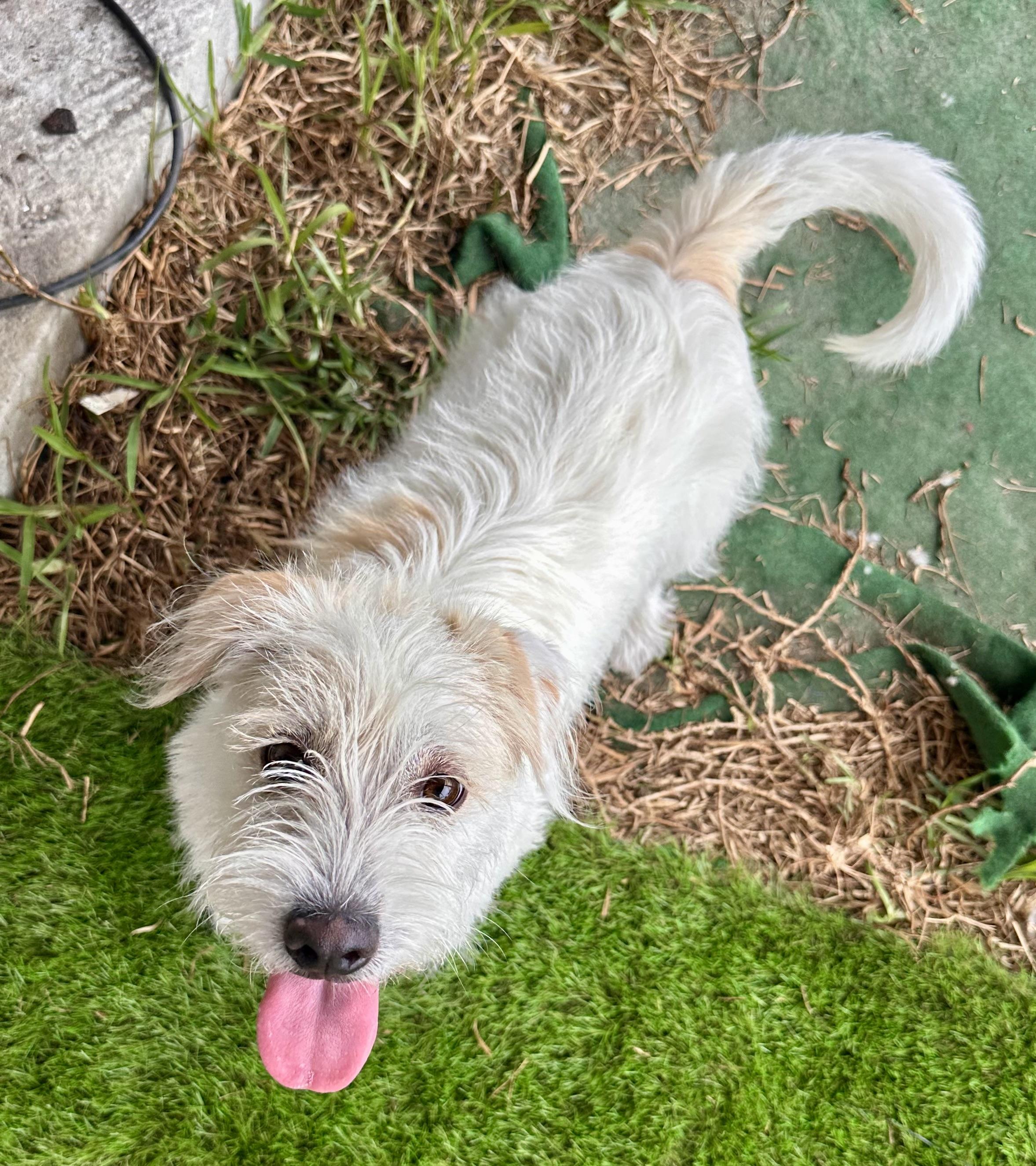 Enlarge Serengeti , an adopted mixed breed in Palm Harbor, FL image 3/5