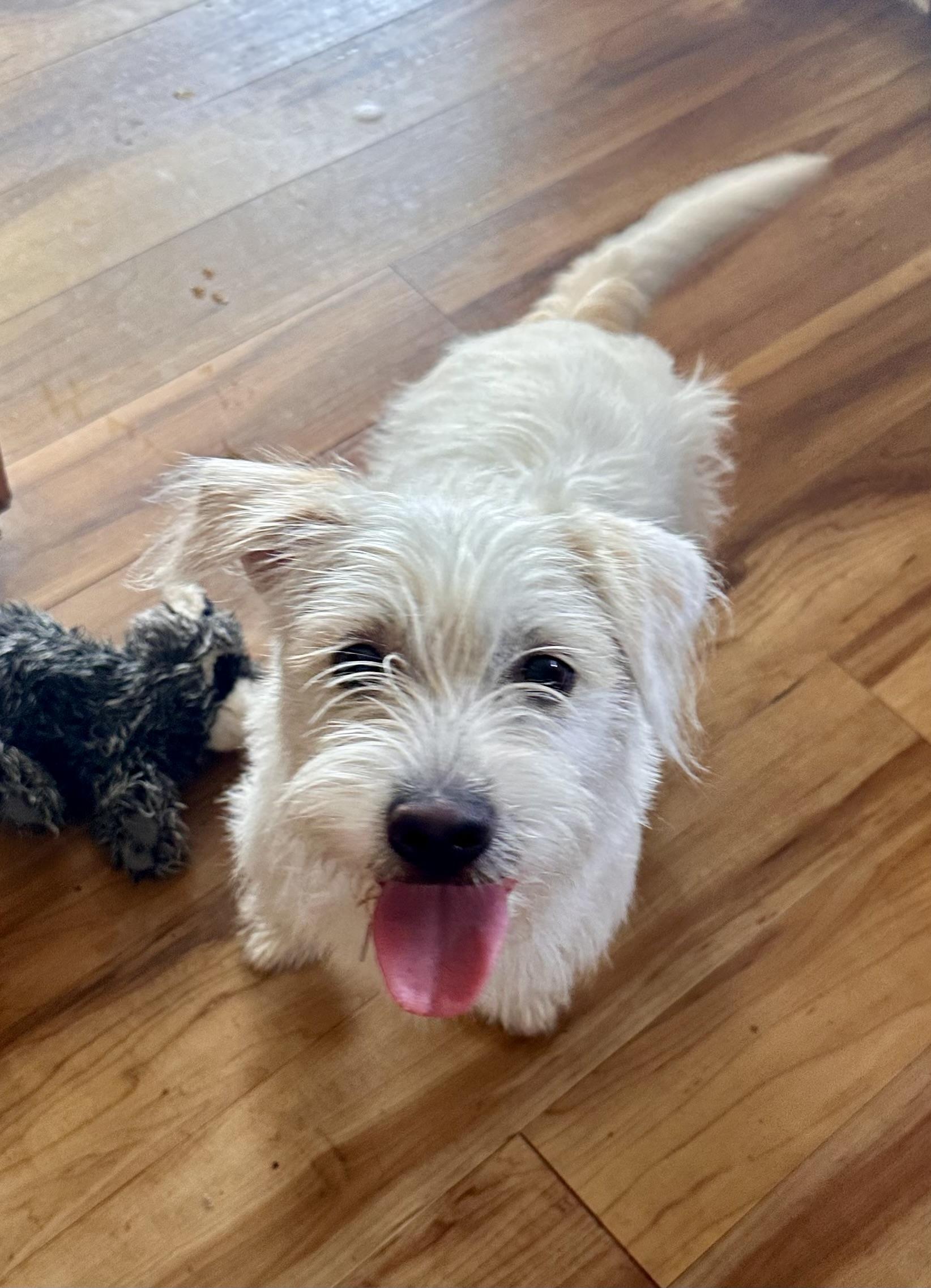 Enlarge Serengeti , an adopted mixed breed in Palm Harbor, FL image 2/5