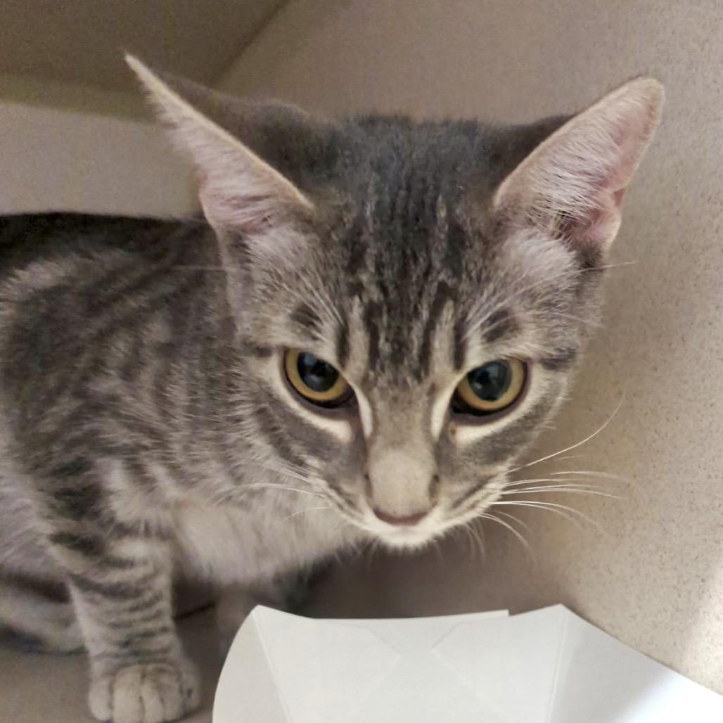 Enlarge Mercedes, a Adopted Domestic Short Hair in Denison, TX image 1/1