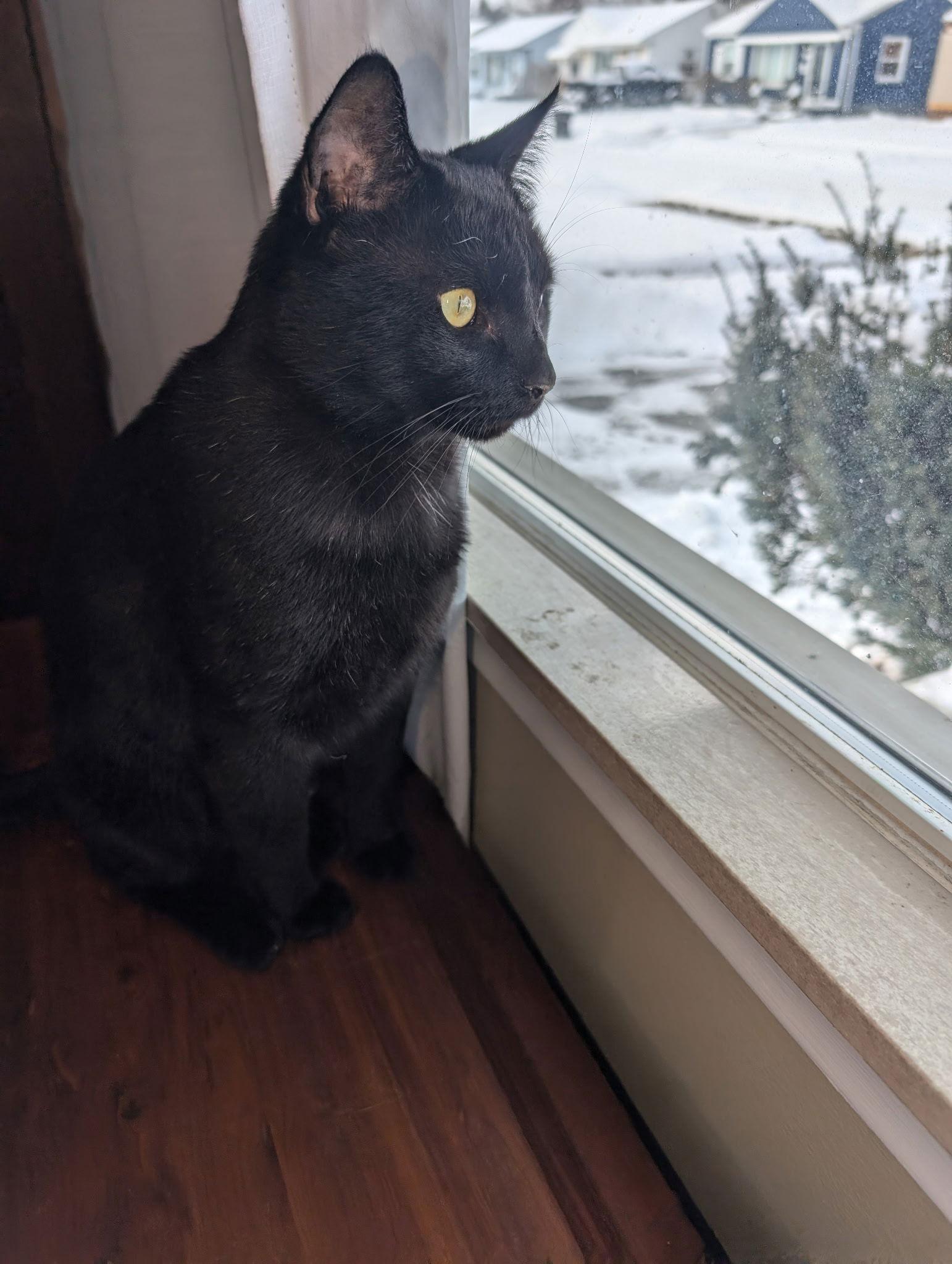 Peter Pan - (must be adopted w/Rocky), Adoptable, Young Male Domestic Short Hair.