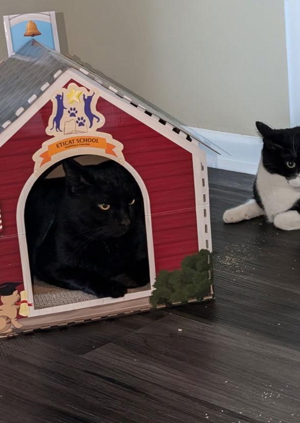 Enlarge Peter Pan - (must be adopted w/Rocky), a Adoptable Domestic Short Hair in Walled Lake, MI image 2/3