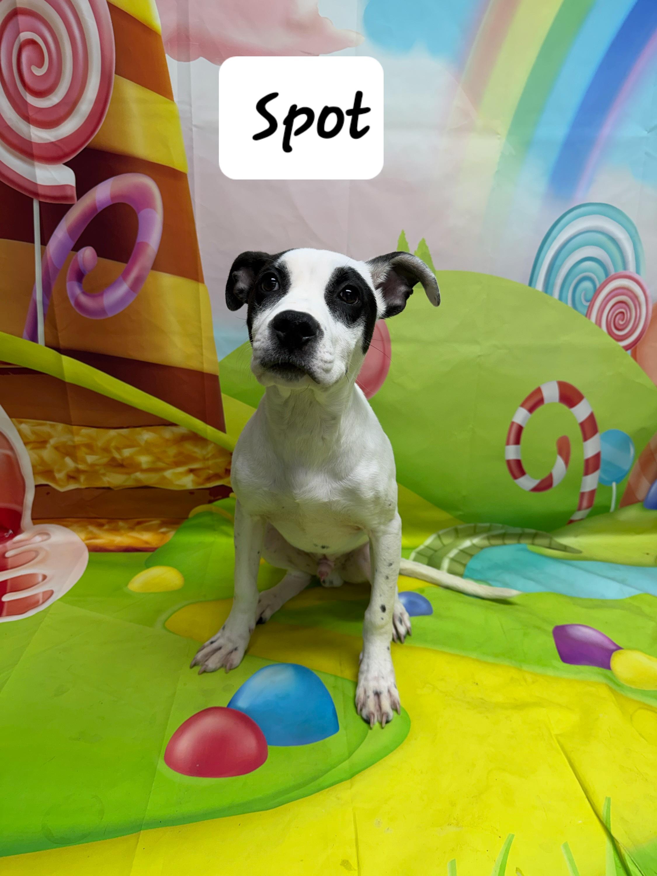 Enlarge Spot, a ADOPTABLE mixed breed in Urbana, OH image 2/2
