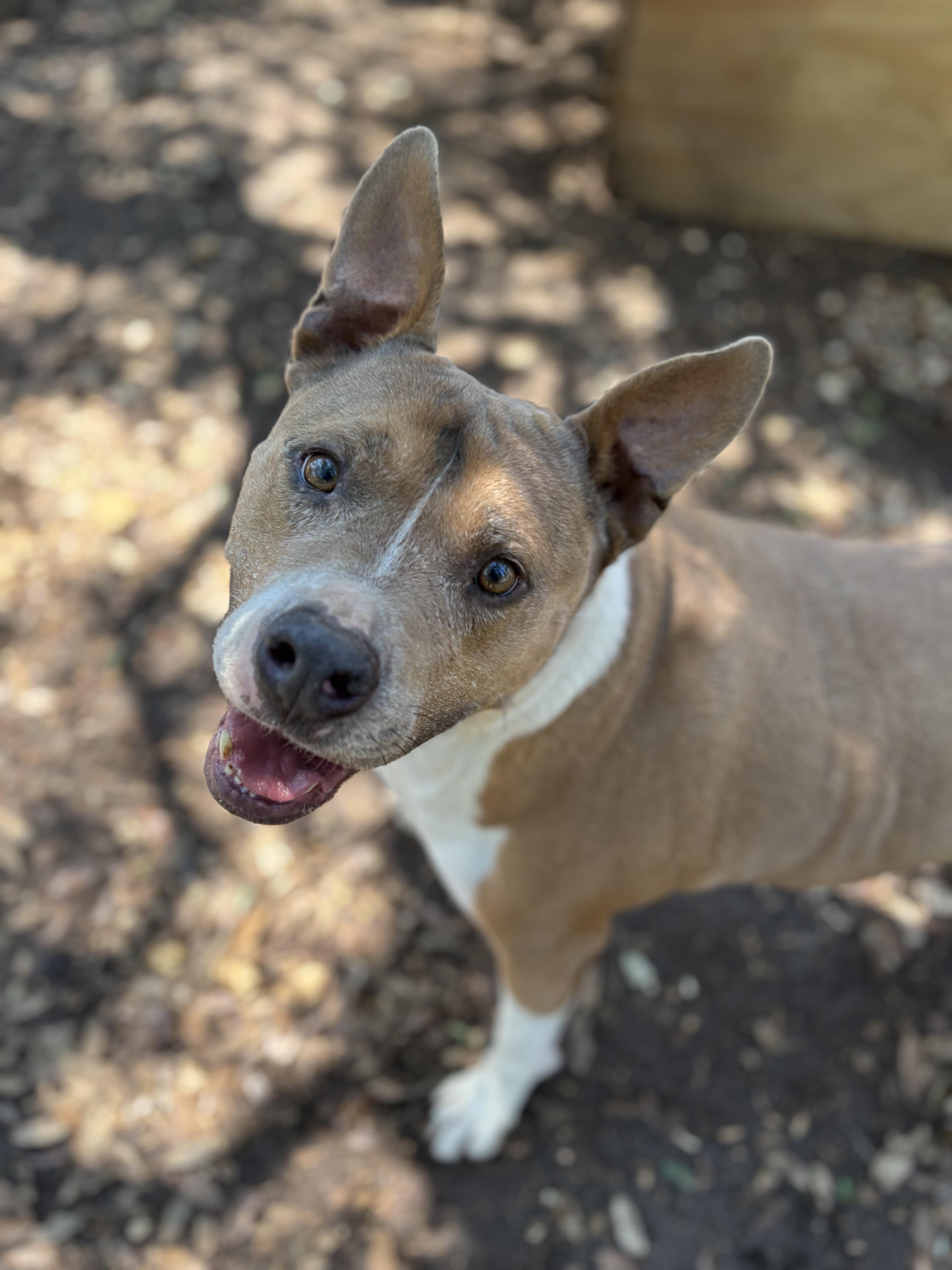 Chance, ADOPTABLE, Young Male Mixed Breed.