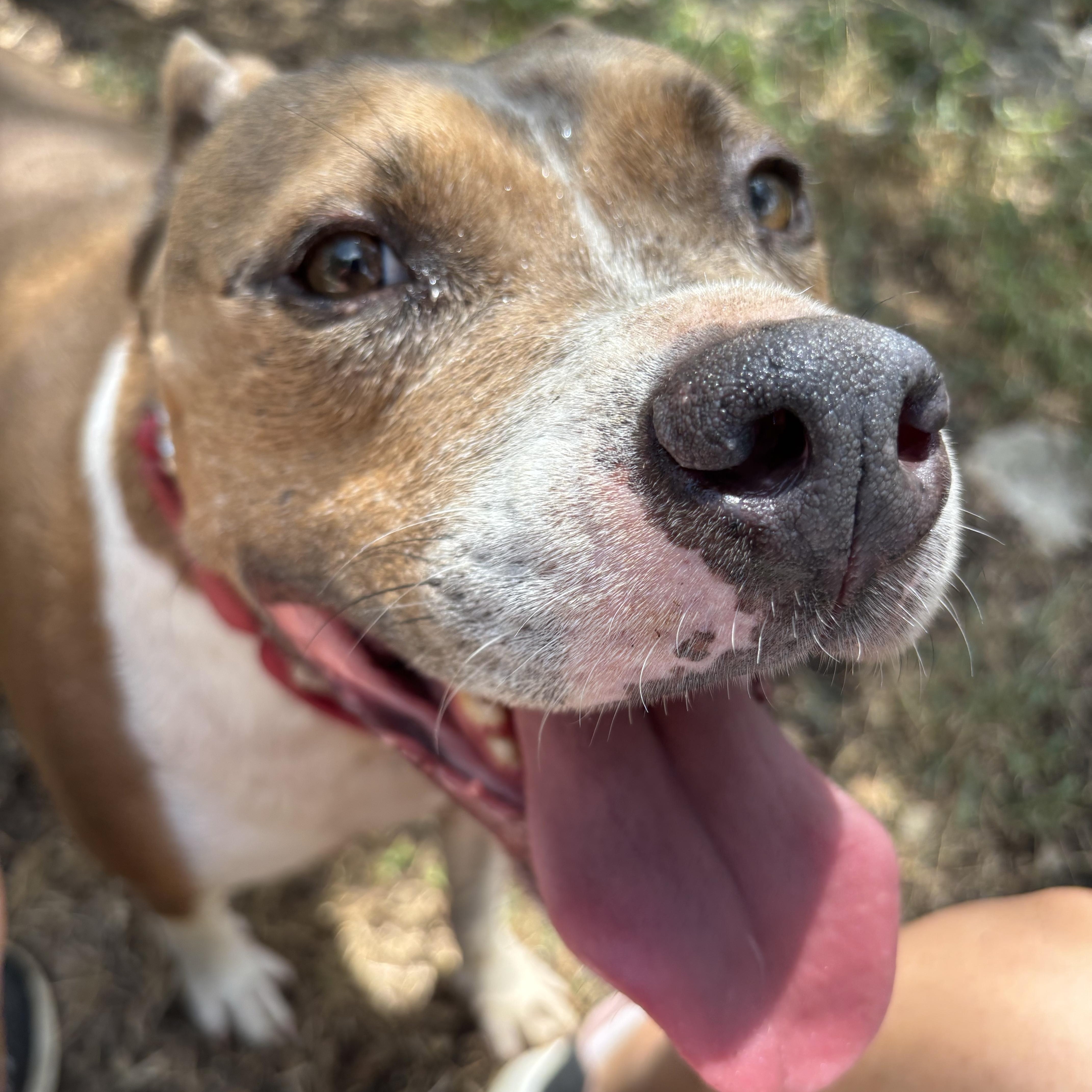 Chance, a ADOPTABLE Mixed Breed in Blanco, TX image 6/6