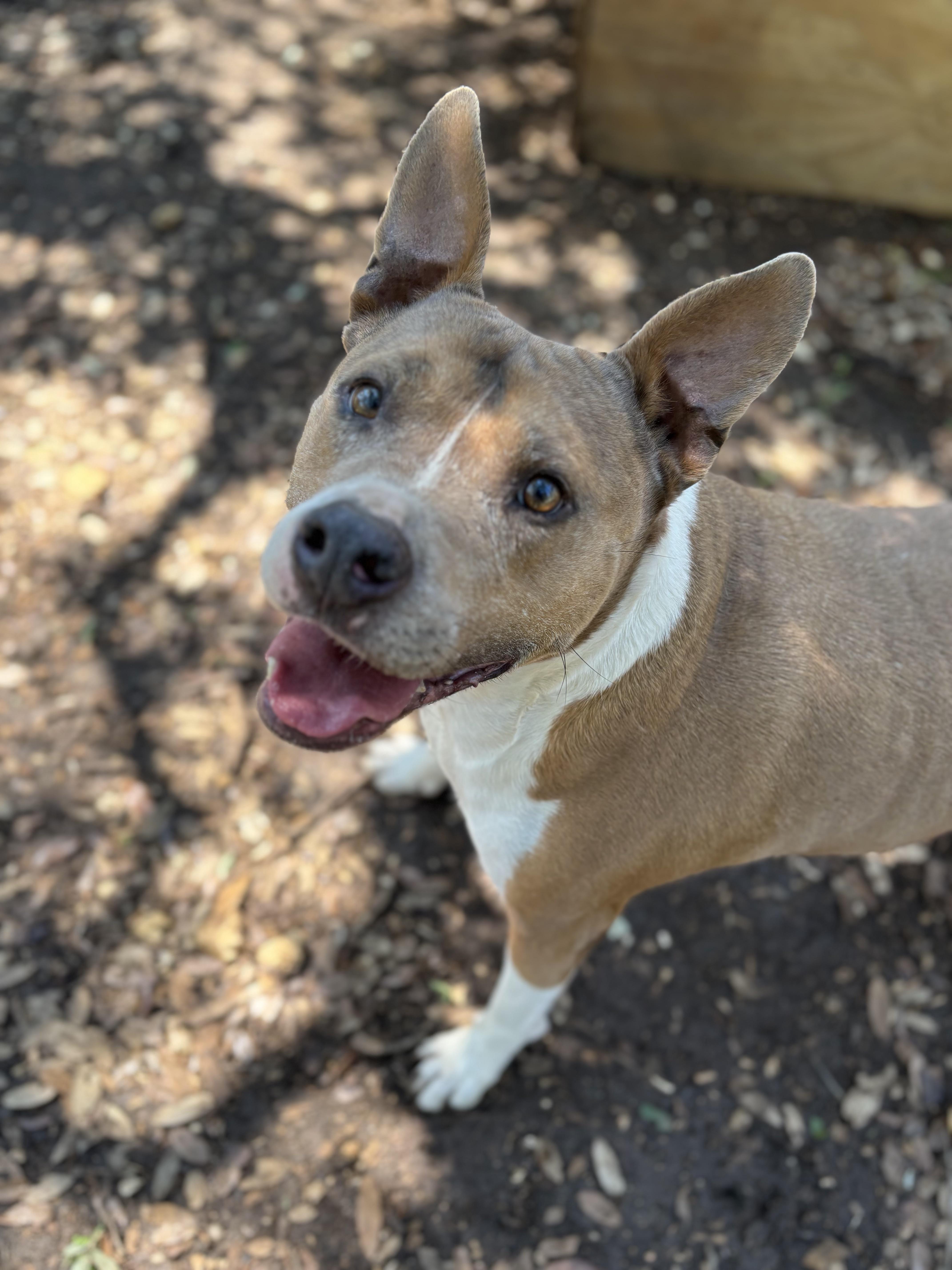 Chance, a ADOPTABLE Mixed Breed in Blanco, TX image 3/6