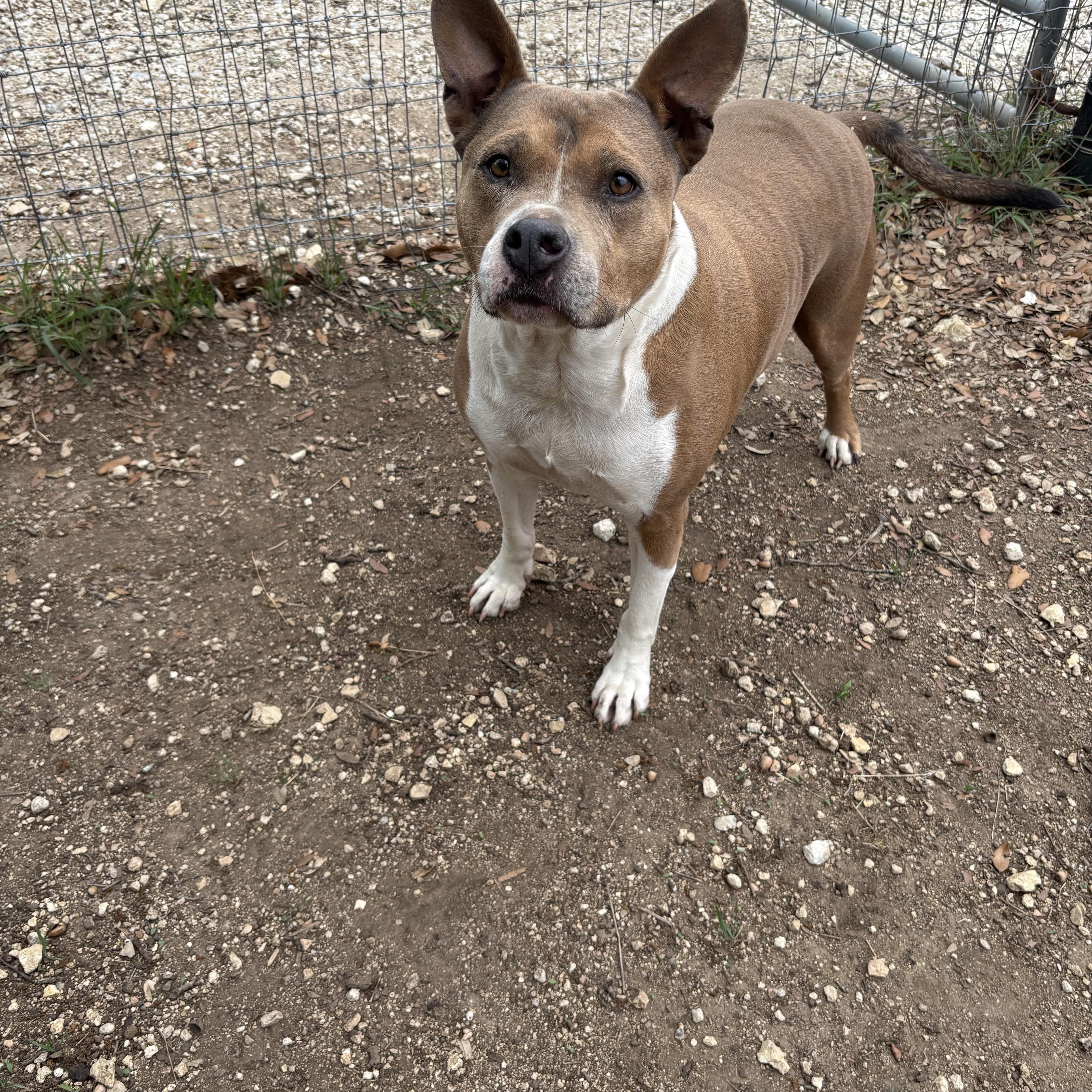 Chance, a ADOPTABLE Mixed Breed in Blanco, TX image 2/6