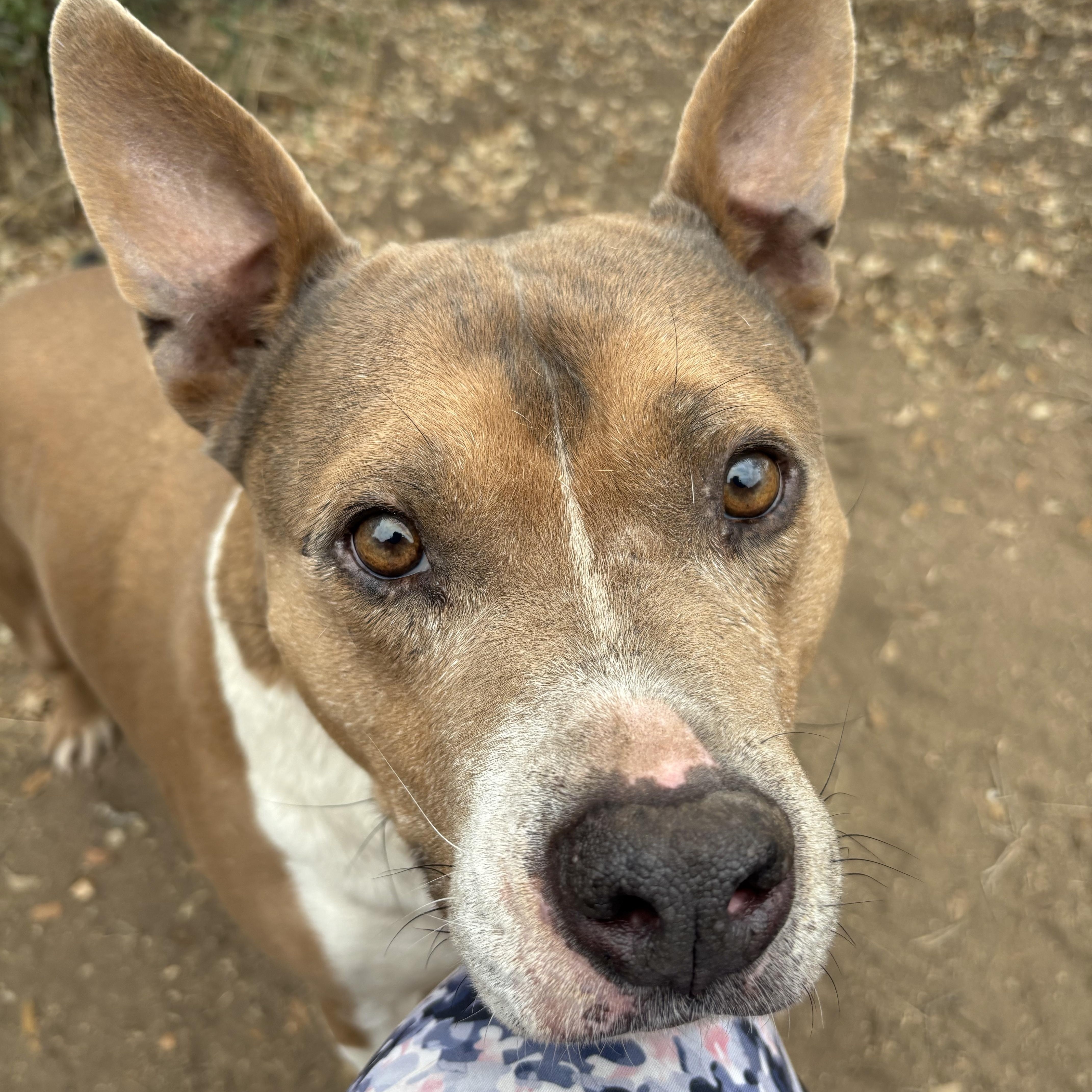 Chance, a ADOPTABLE Mixed Breed in Blanco, TX image 4/6