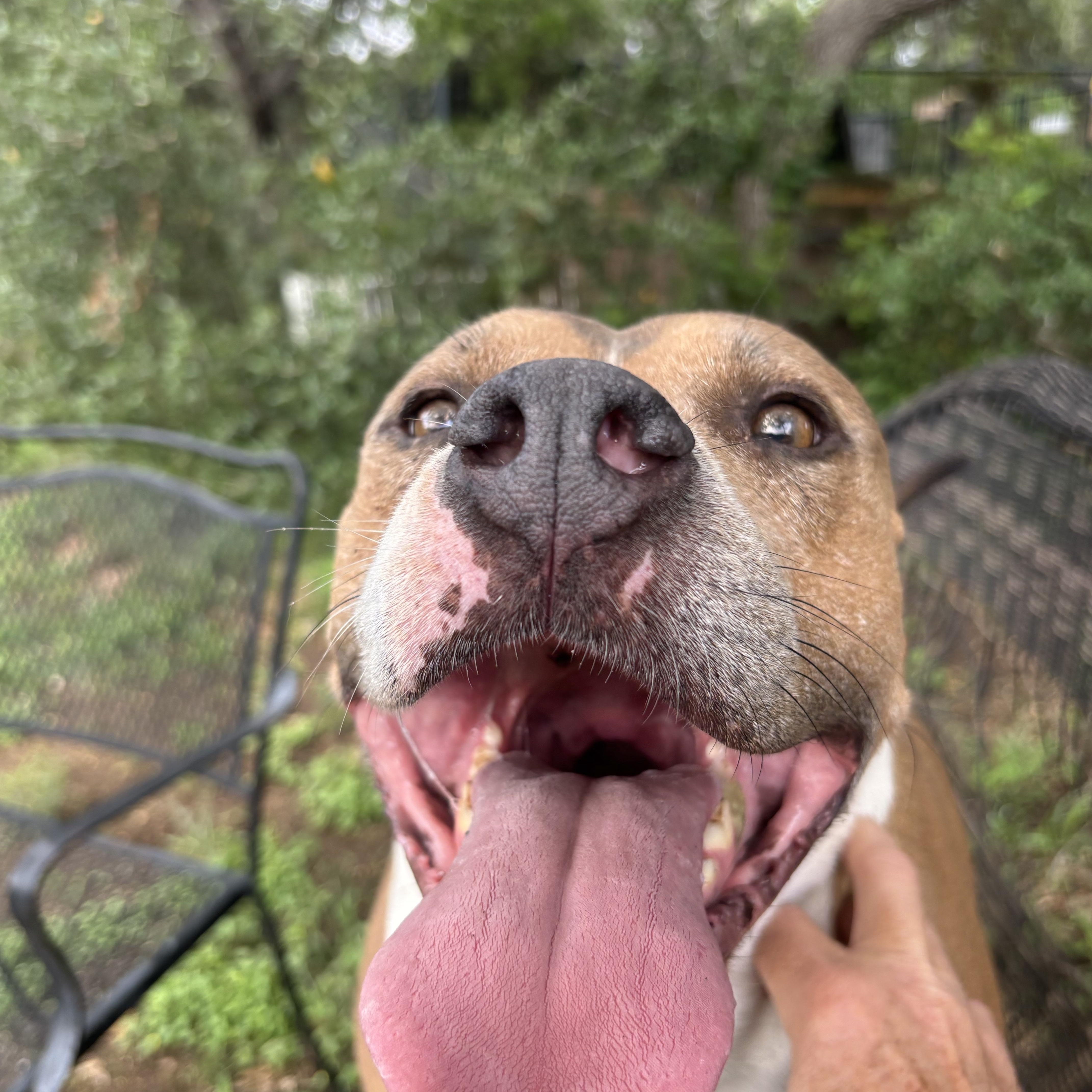 Chance, a ADOPTABLE Mixed Breed in Blanco, TX image 5/6