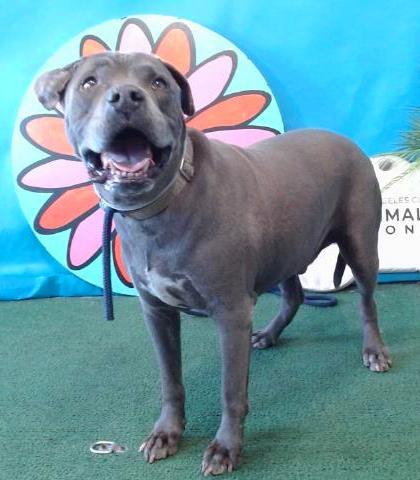 King , a ADOPTABLE Pit Bull Terrier in Oakland, CA image 6/6