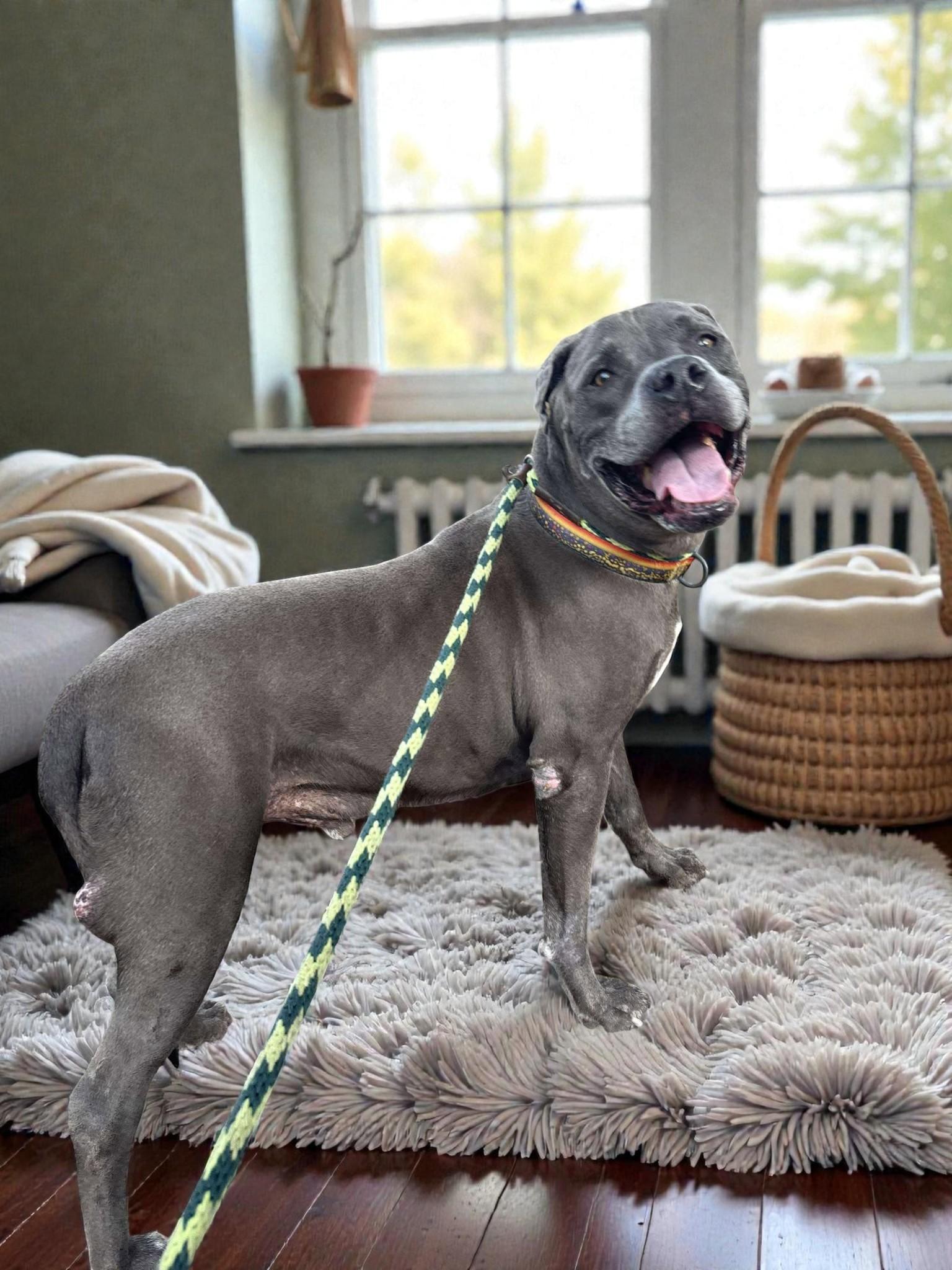 King , a ADOPTABLE Pit Bull Terrier in Oakland, CA image 2/6