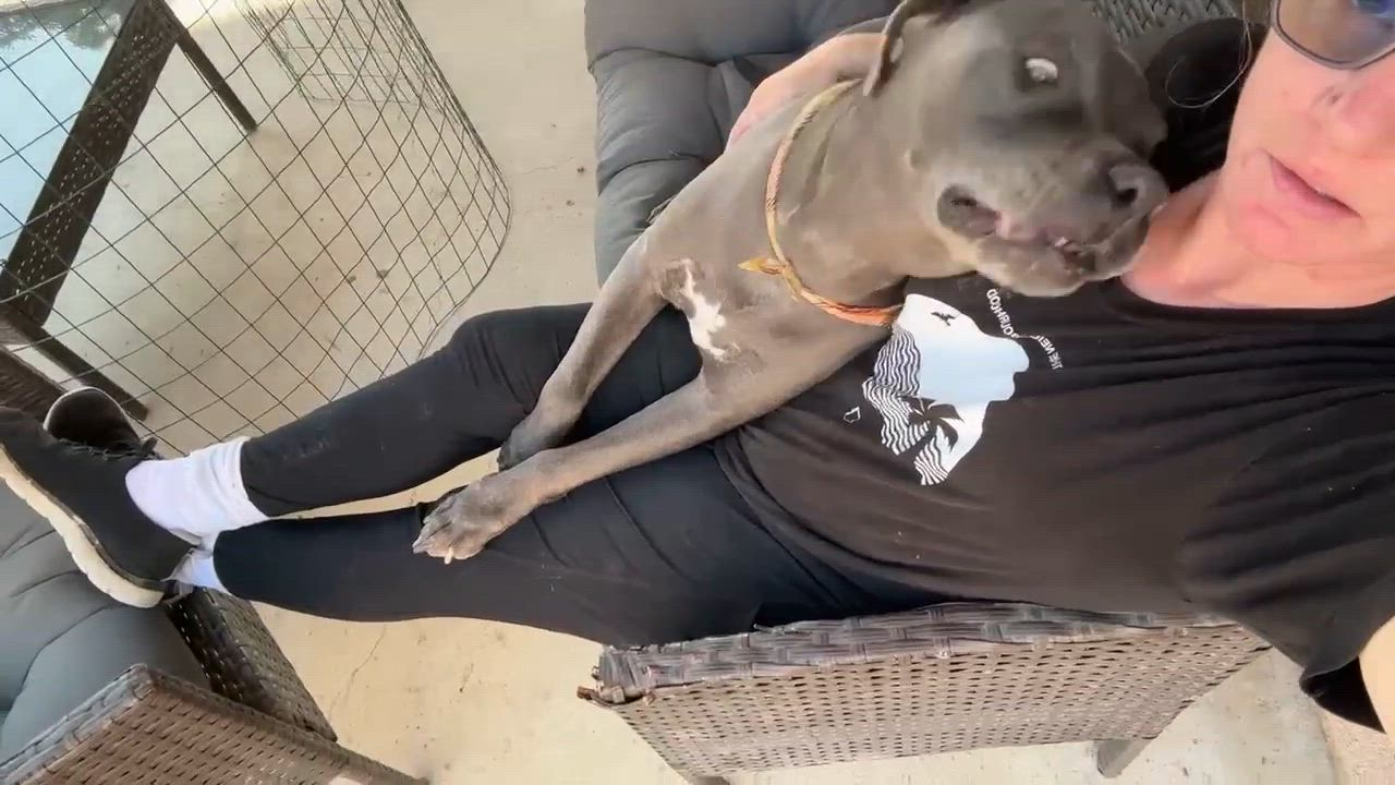 Enlarge King , a ADOPTABLE Pit Bull Terrier in Oakland, CA video 5/6