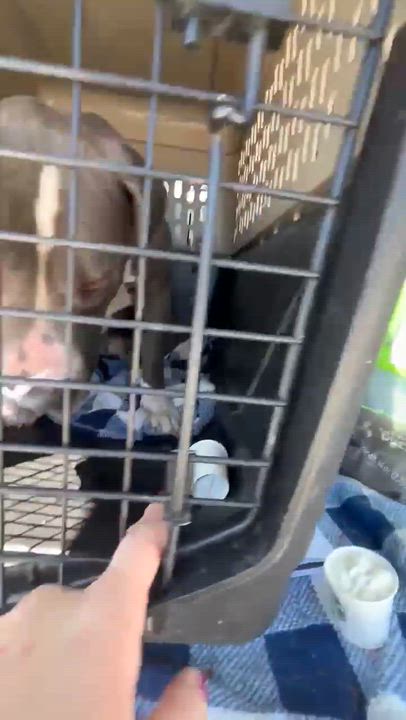 Enlarge King , a ADOPTABLE Pit Bull Terrier in Oakland, CA video 3/6