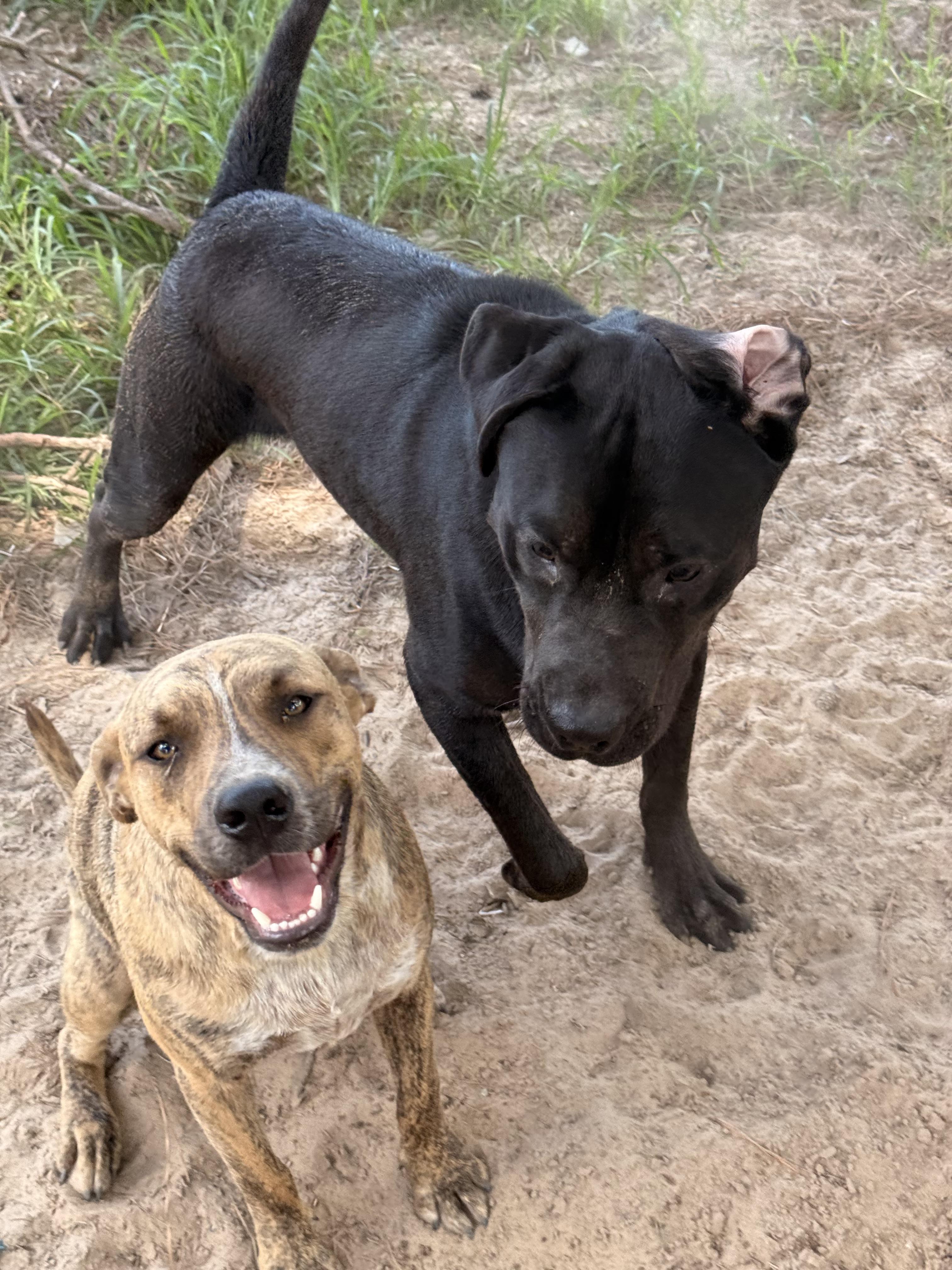 Oscar, adopted, Young Male Cattle Dog & Pit Bull Terrier.