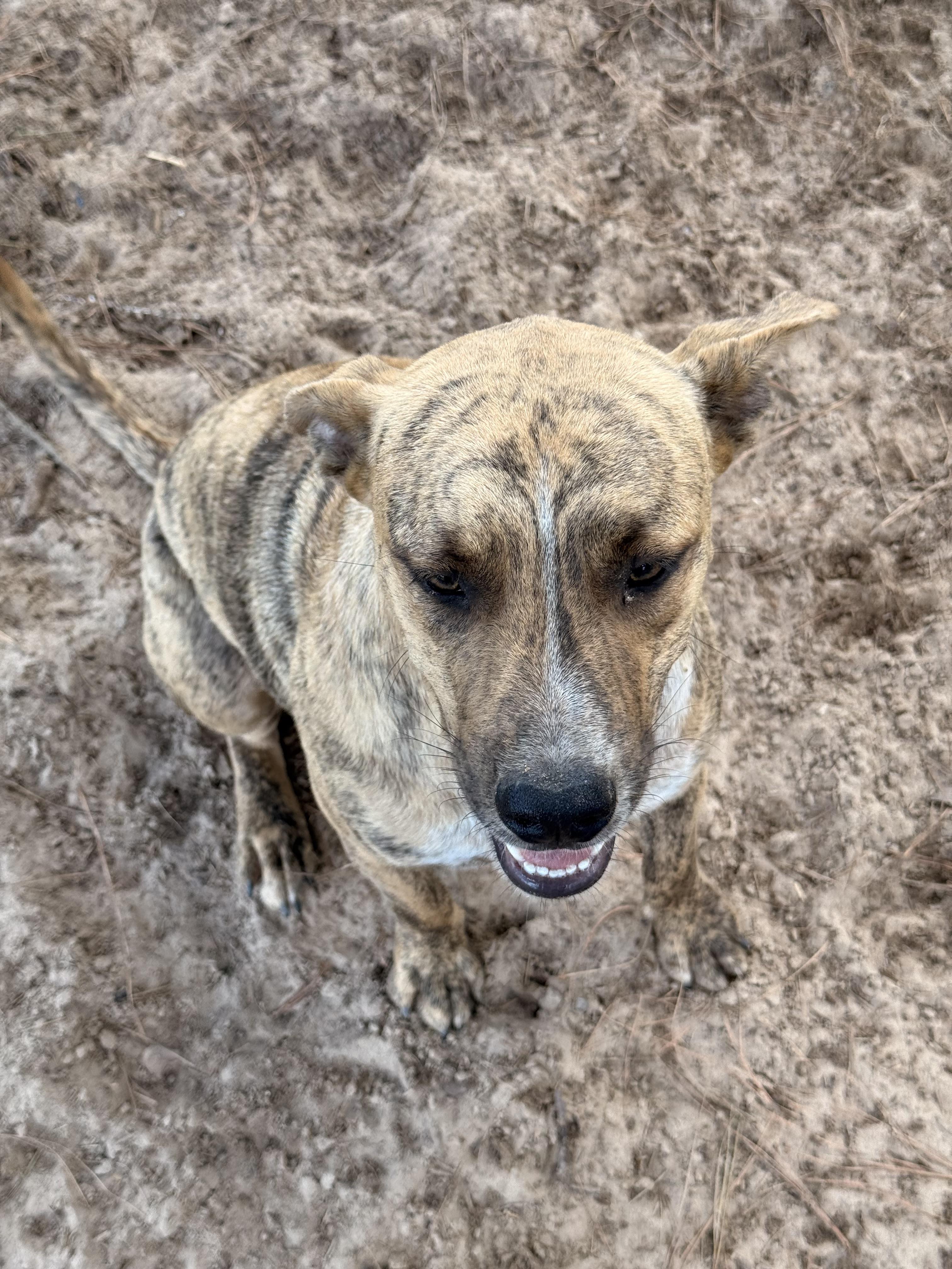 Oscar, an adopted mixed breed in Atlanta, TX image 2/3