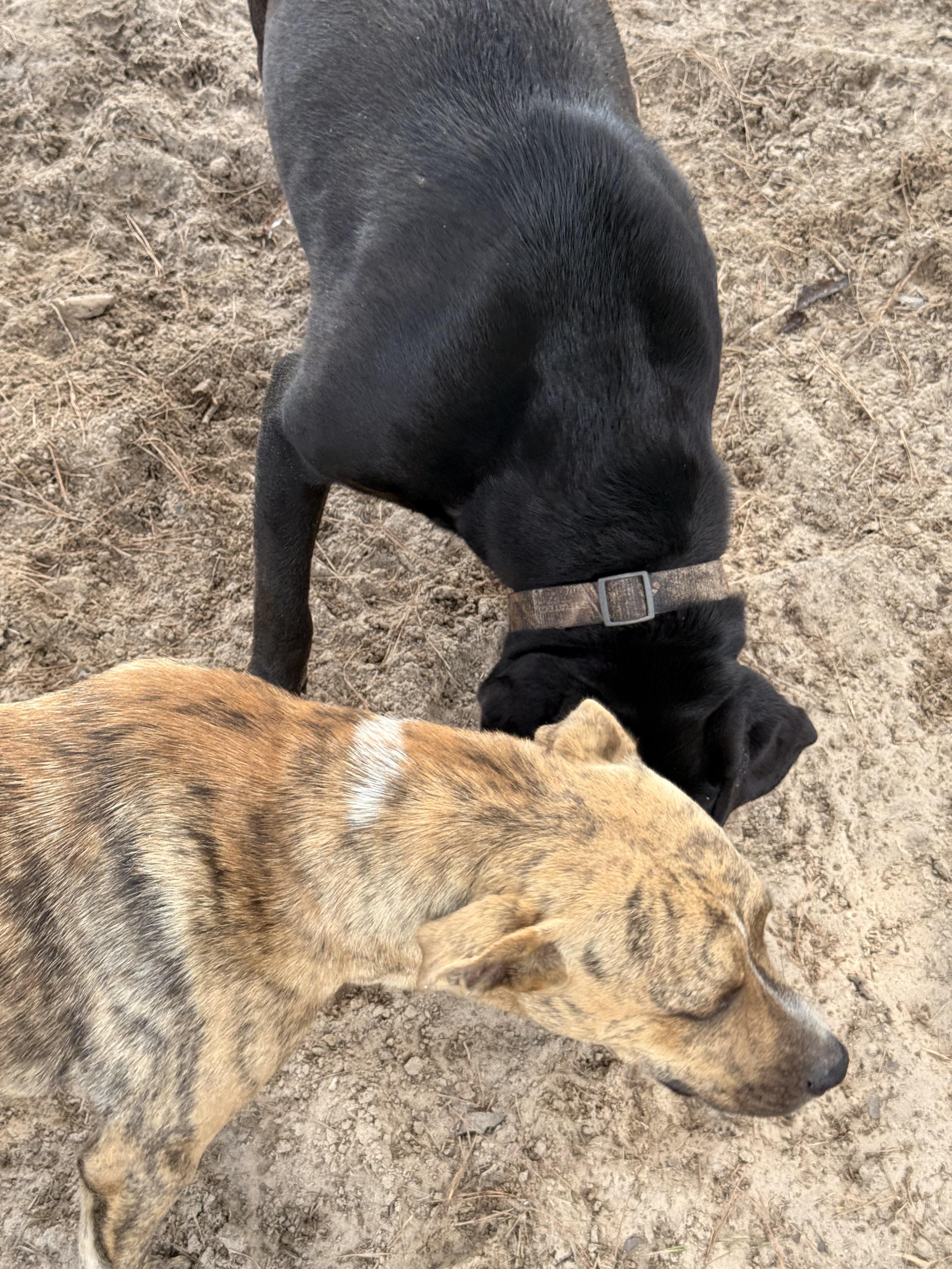 Oscar, an adopted mixed breed in Atlanta, TX image 3/3