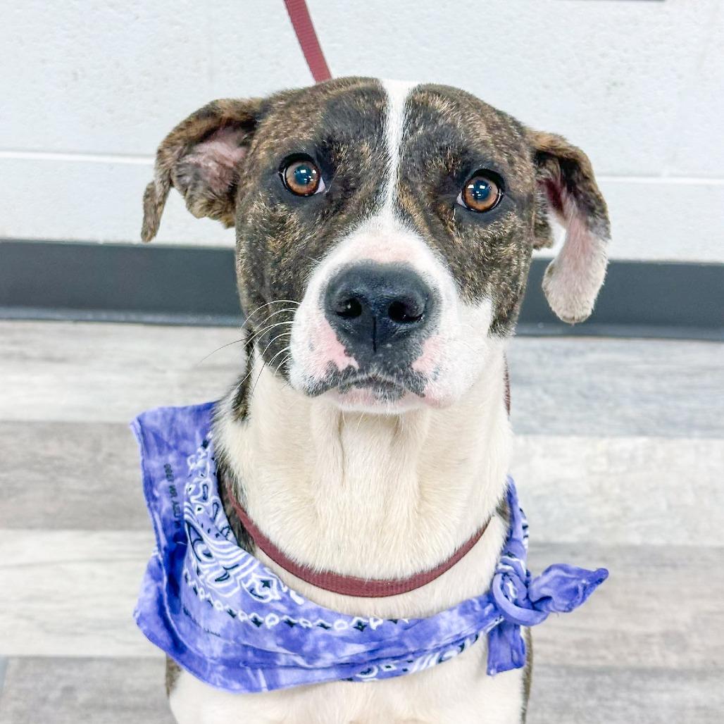 Isabella, Adoptable, Adult Female Mixed Breed.