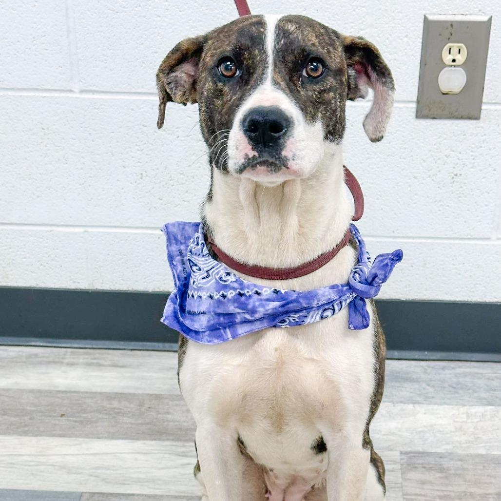 Enlarge Isabella, a Adoptable Mixed Breed in Lufkin, TX image 2/4