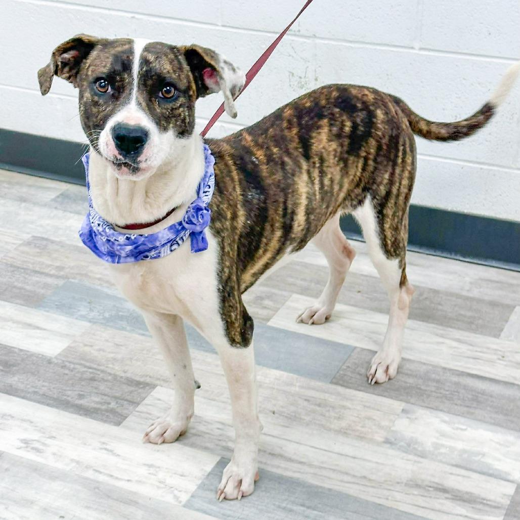 Enlarge Isabella, a Adoptable Mixed Breed in Lufkin, TX image 3/4